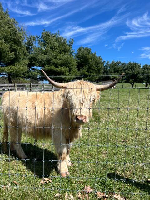 Cabin in Amish Country w animals-1 mi from Berlin