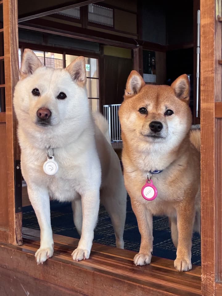 Mameshiba's Inn Clam House. Two Mameshiba dogs give a warm welcome