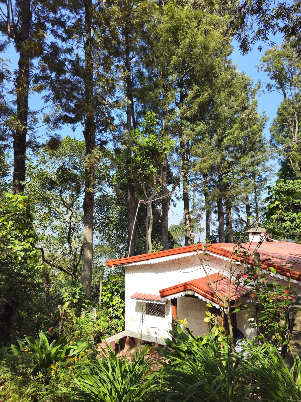 A charming villa is nestled among tall trees and lush greenery, featuring a red-tiled roof. Sunlight filters through the foliage, highlighting the peaceful surroundings. A window with a protective grill is visible, enhancing the rustic character of the villa amid nature.
