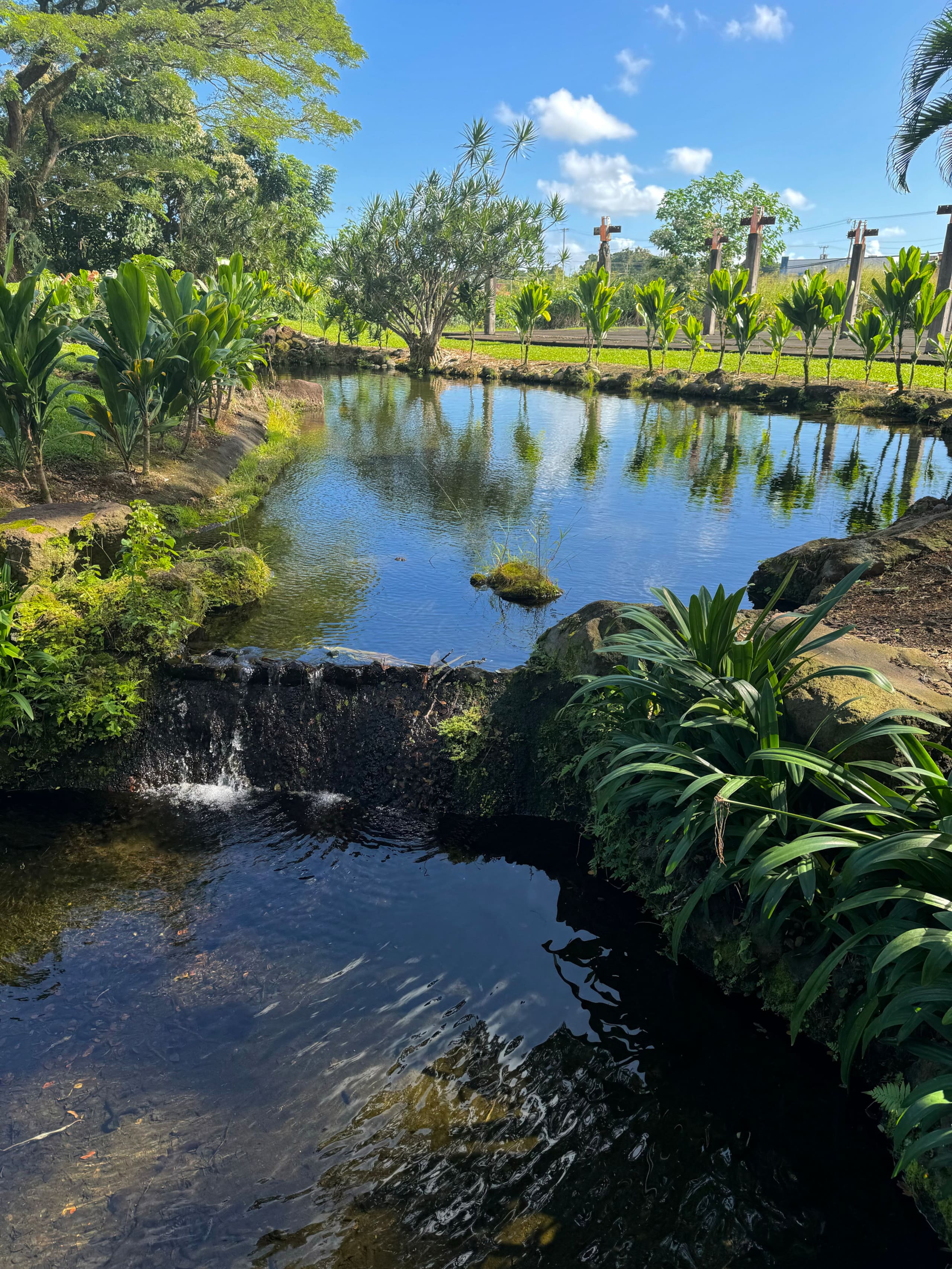 Condo in Hilo · ★4.6 · Studio · 1 bed · 1 private bath - Image 7