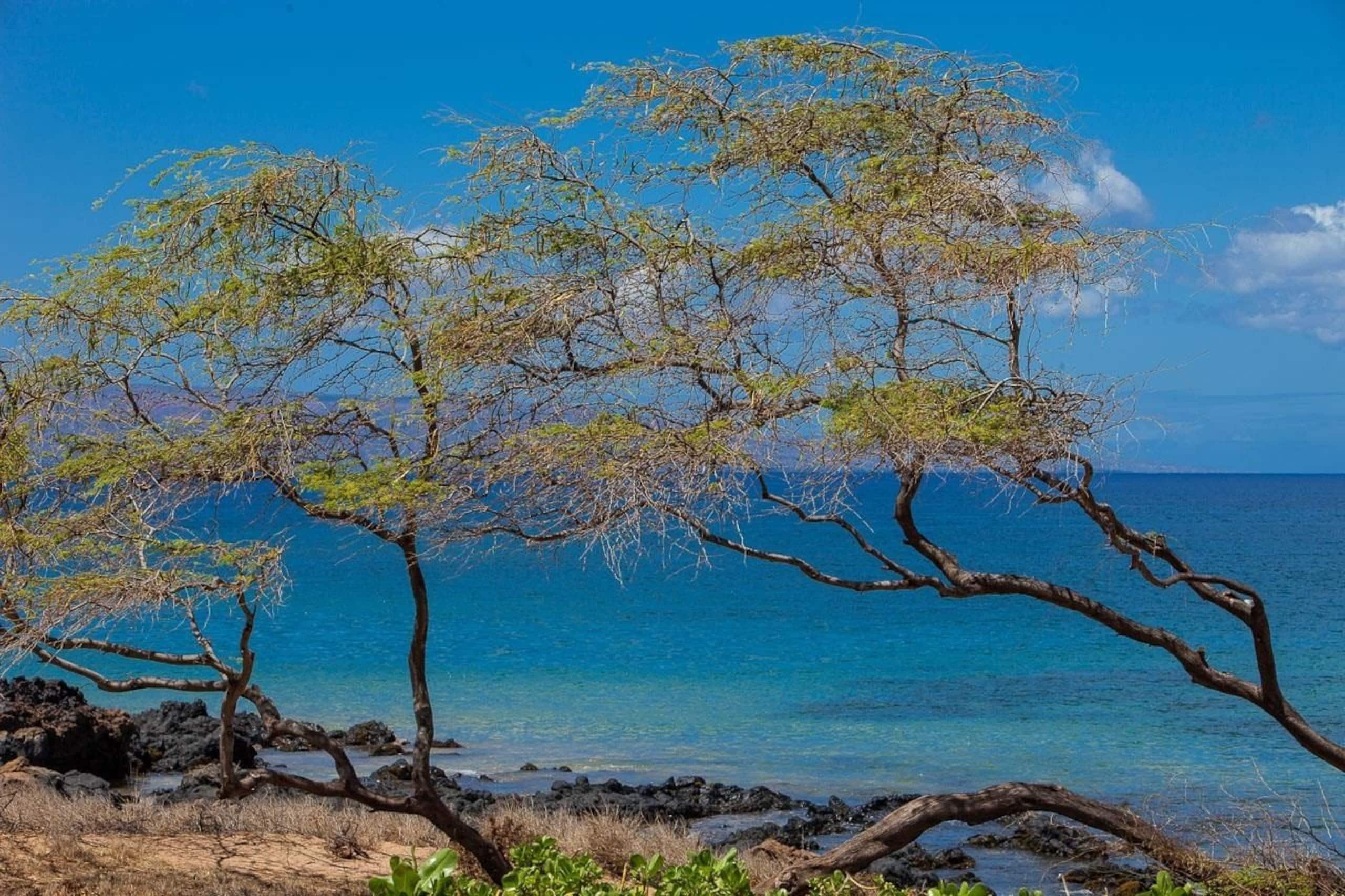 Condo in Kihei · ★4.91 · 1 bedroom · 1 bed · 1 private bath - Image 30