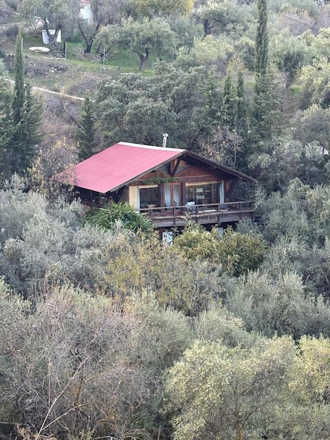 Cabin among olive trees