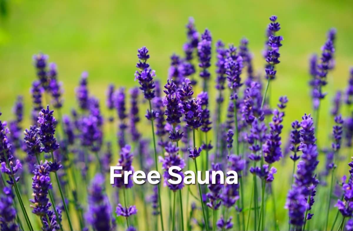 Lavender flowers bloom vibrantly, showcasing their deep purple color against a green background. The image emphasizes the serene environment, highlighting the inviting atmosphere associated with the available free sauna.