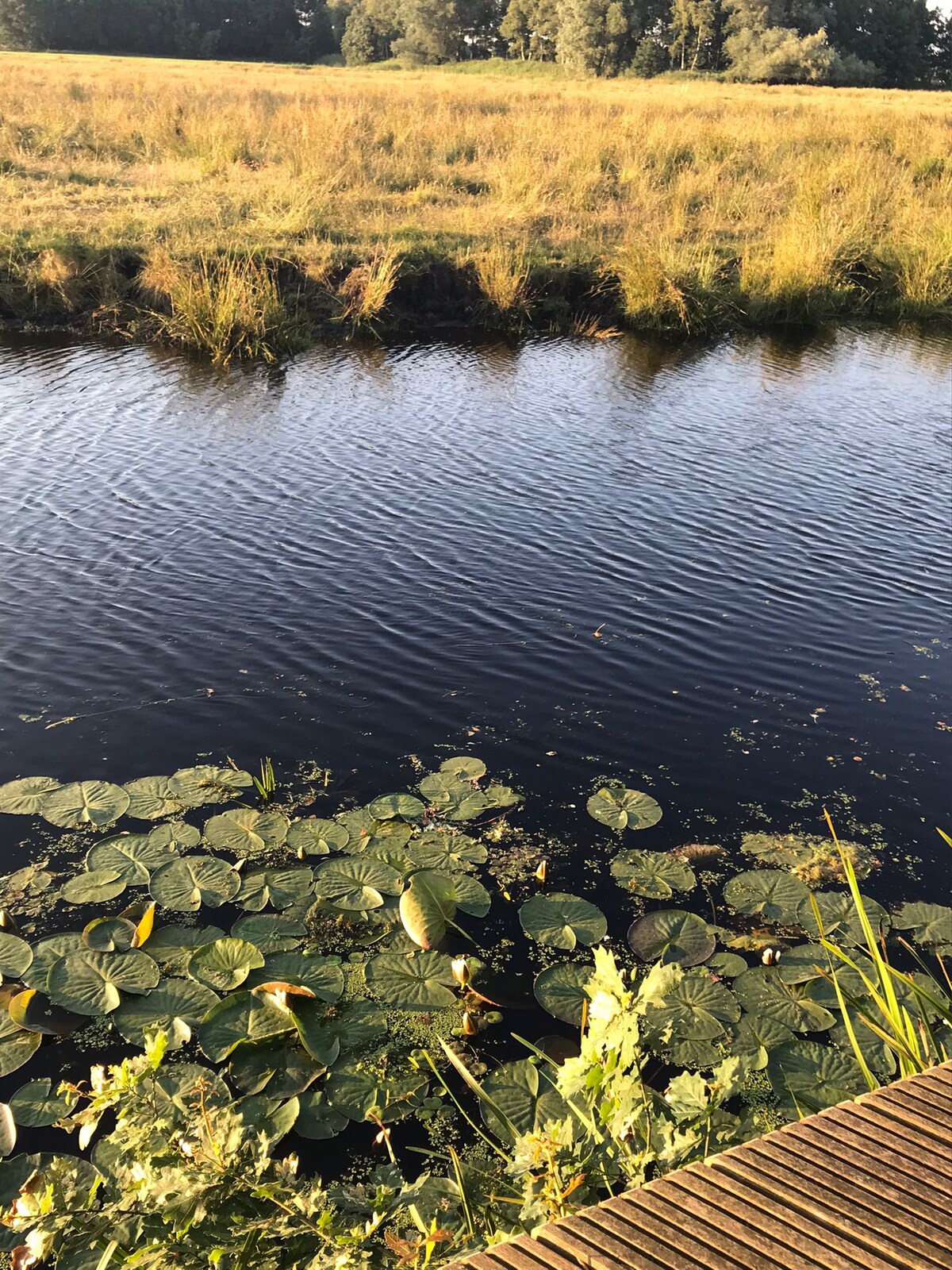 A tranquil waterway is depicted, featuring gentle ripples and lush lily pads floating on the surface. Tall grasses line the banks, while the surrounding landscape showcases greenery and trees in the distance, creating a peaceful natural setting.
