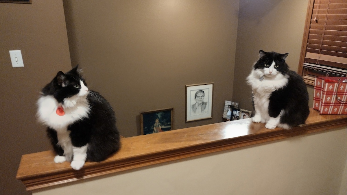 Amy And Ashley’s Purrrfect Getaway