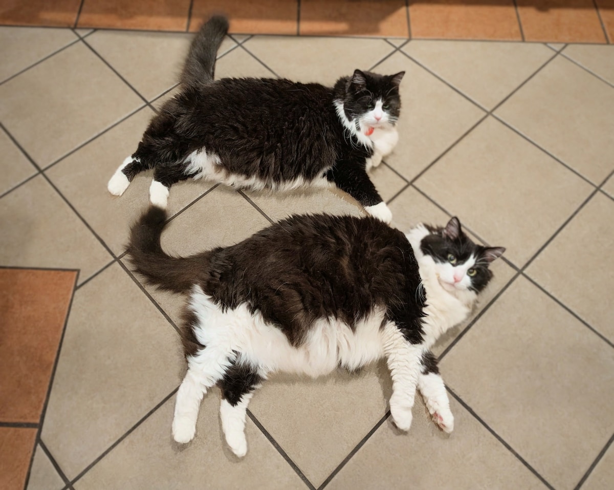 Amy And Ashley’s Purrrfect Getaway