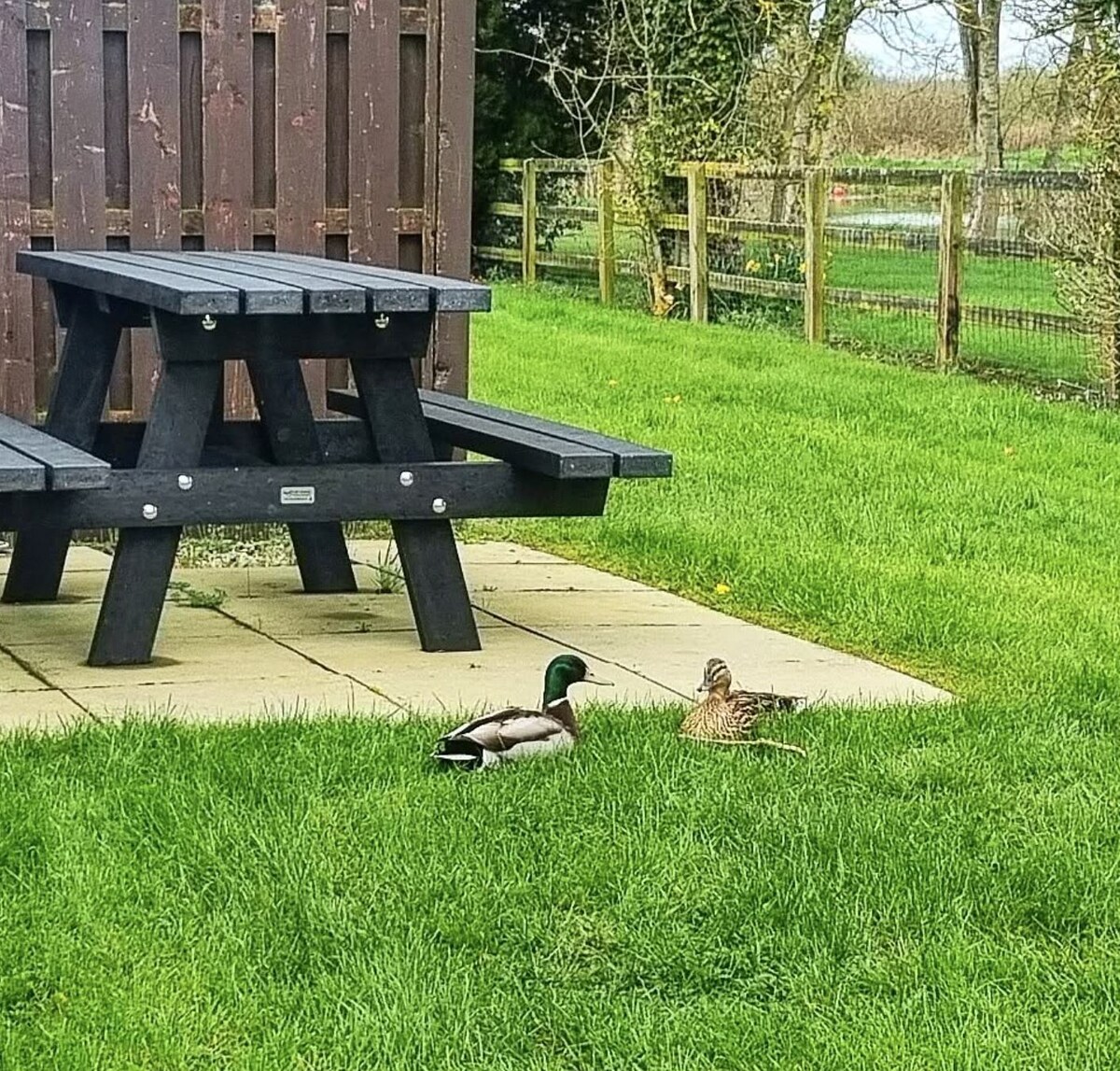 Merry Christmas in Scottish Gaelic: A Fun Guide | TikTok, image size:1200x1147