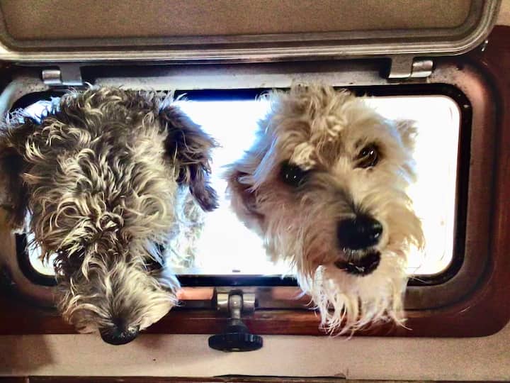 期待这两张可爱的毛茸茸面孔的清晨问候。