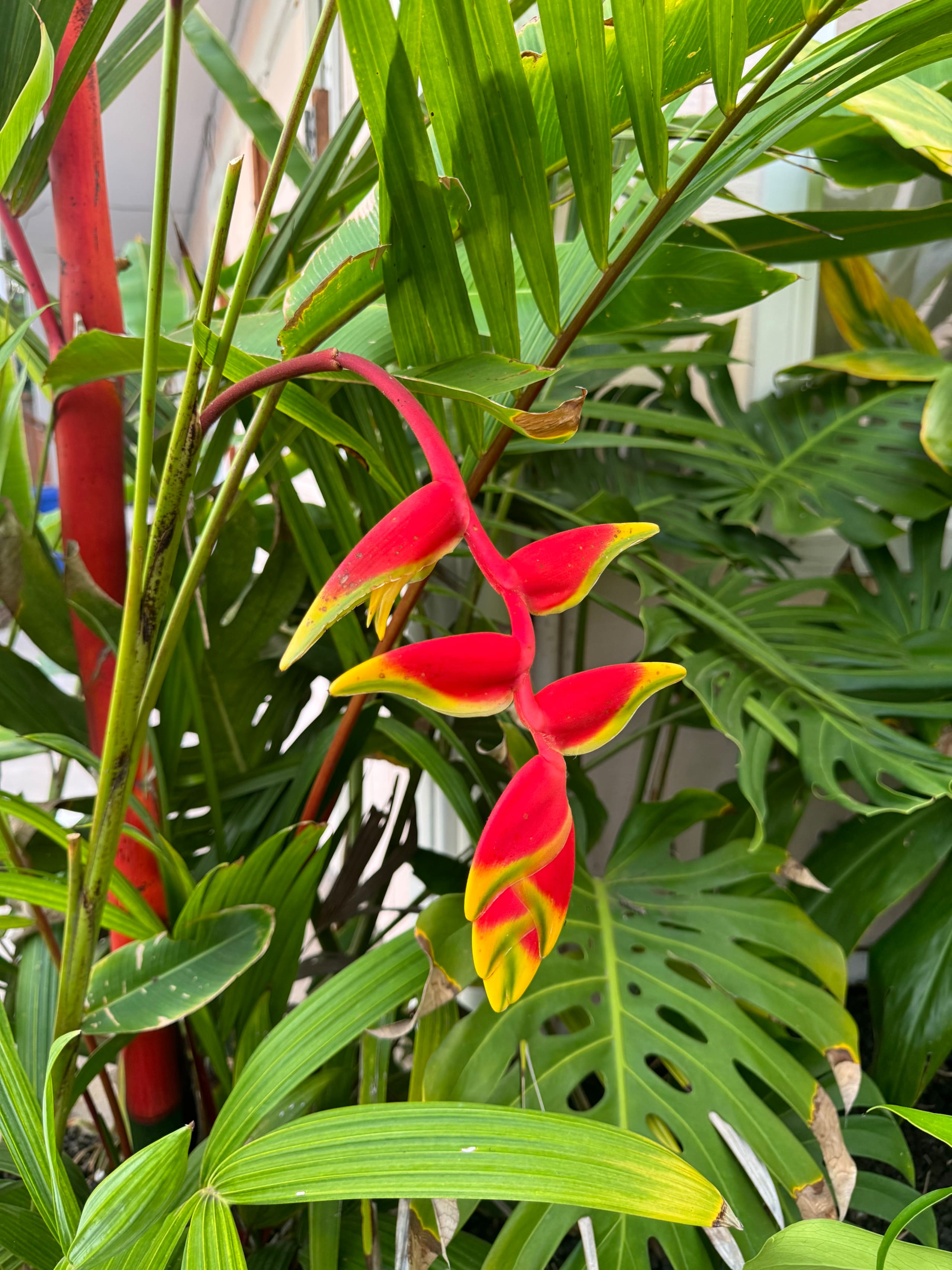 One Bedrm near Kona & Magic Sands Beach-G - Photo 13