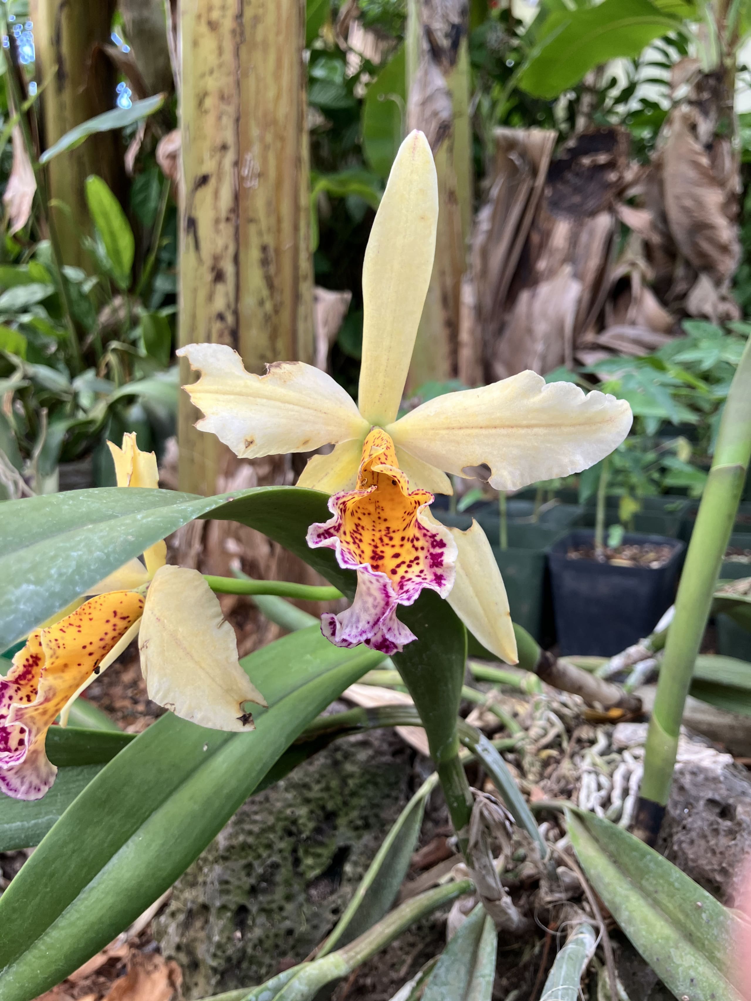 Beautiful Beach Cottage: lush garden paradise - Image 5