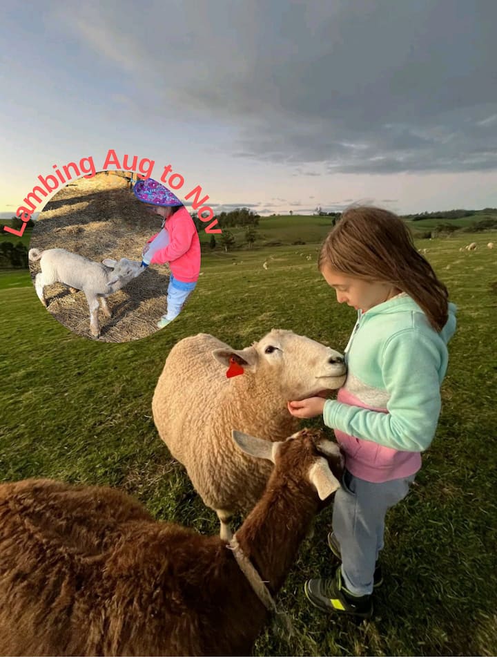 Jillypark Farmstay, A Hands-on Farm Experience - 와라굴