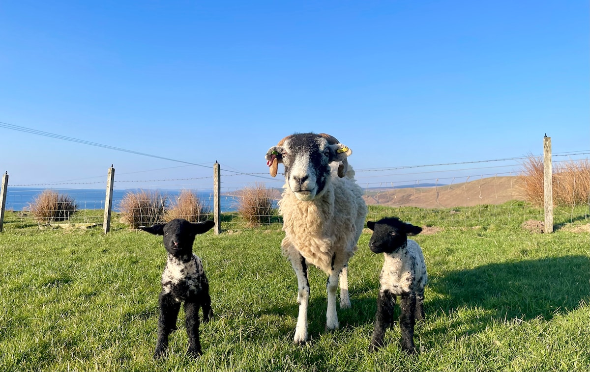 Two lambs stand alongside a sheep in an open grassy field. The sheep is predominantly white with black markings around its face and legs. The lambs are smaller, black with white markings. A clear blue sky and coastal hills are visible in the background.