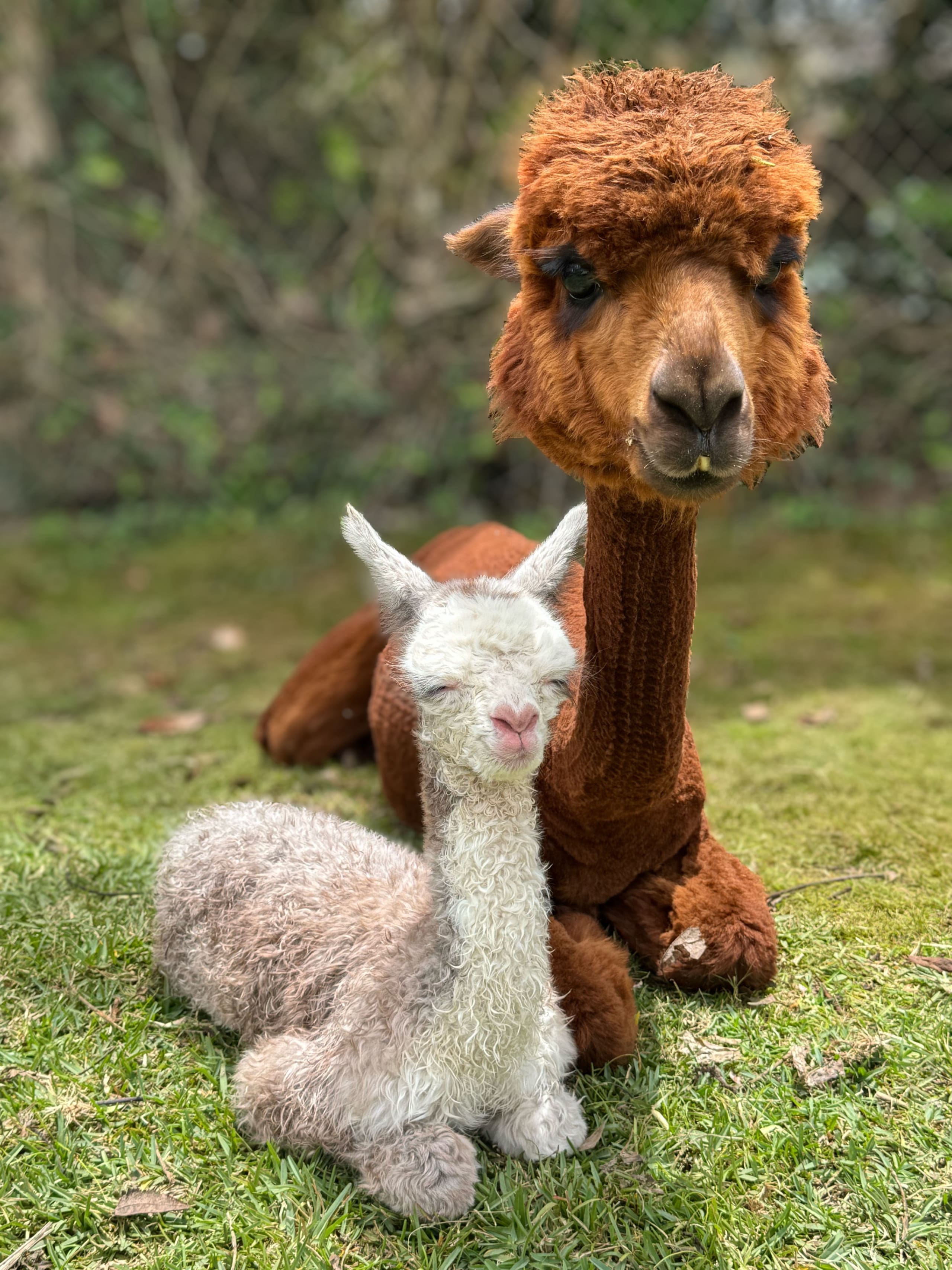 Upcountry Alpaca, Llama, and Rabbit working farm - Photo 16