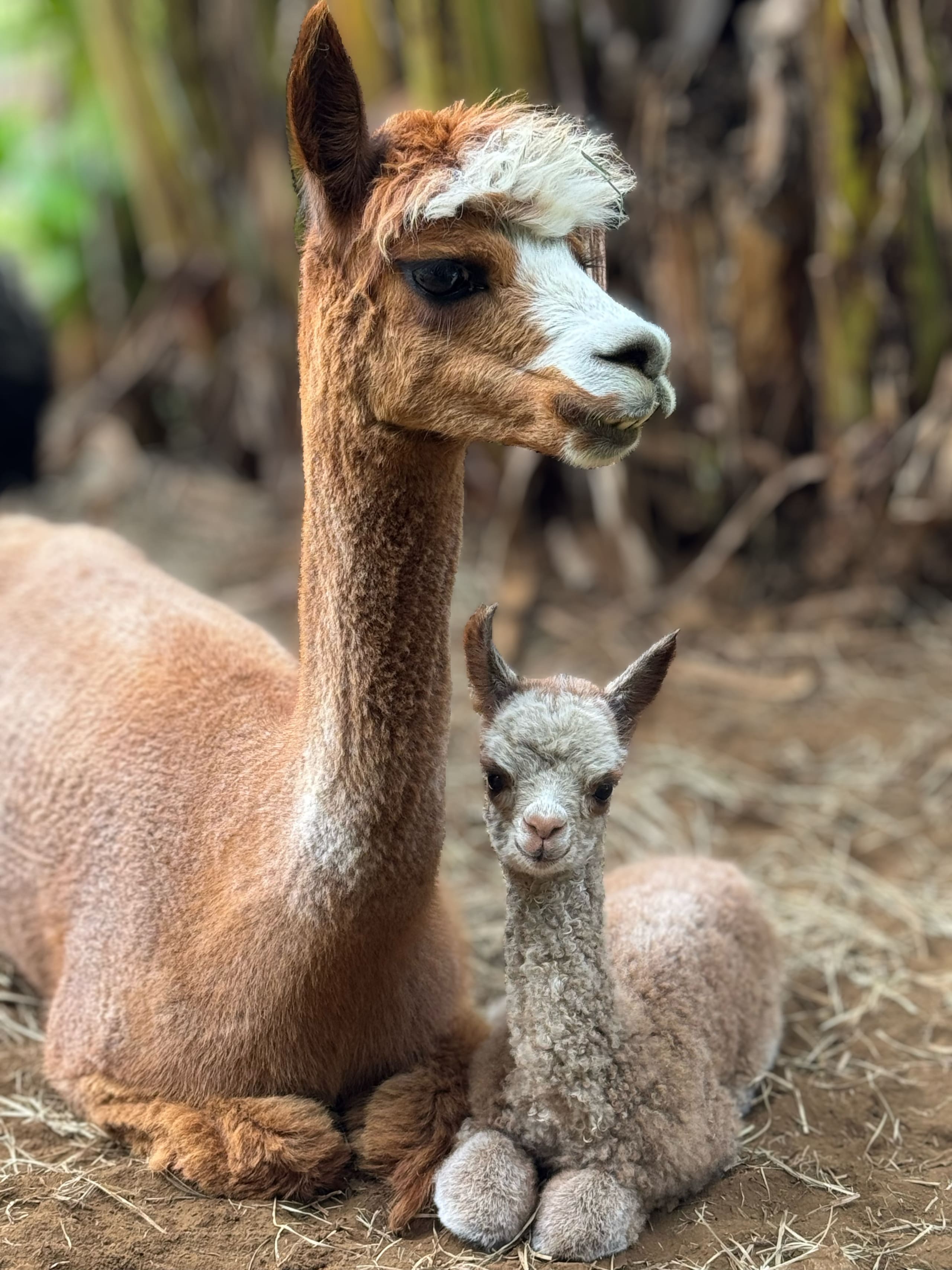 Upcountry Alpaca, Llama, and Rabbit working farm - Photo 9
