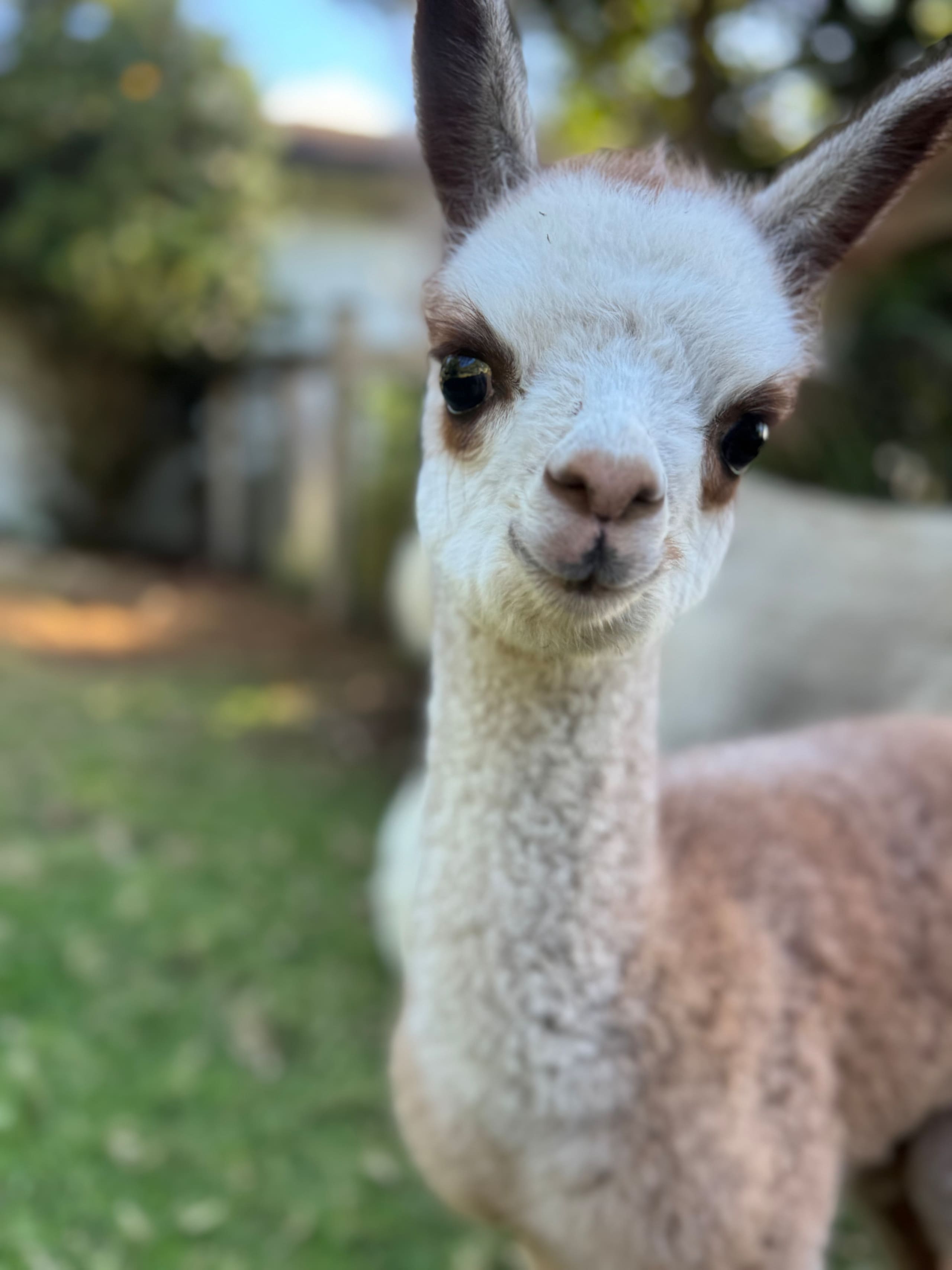 Upcountry Alpaca, Llama, and Rabbit working farm - Photo 15