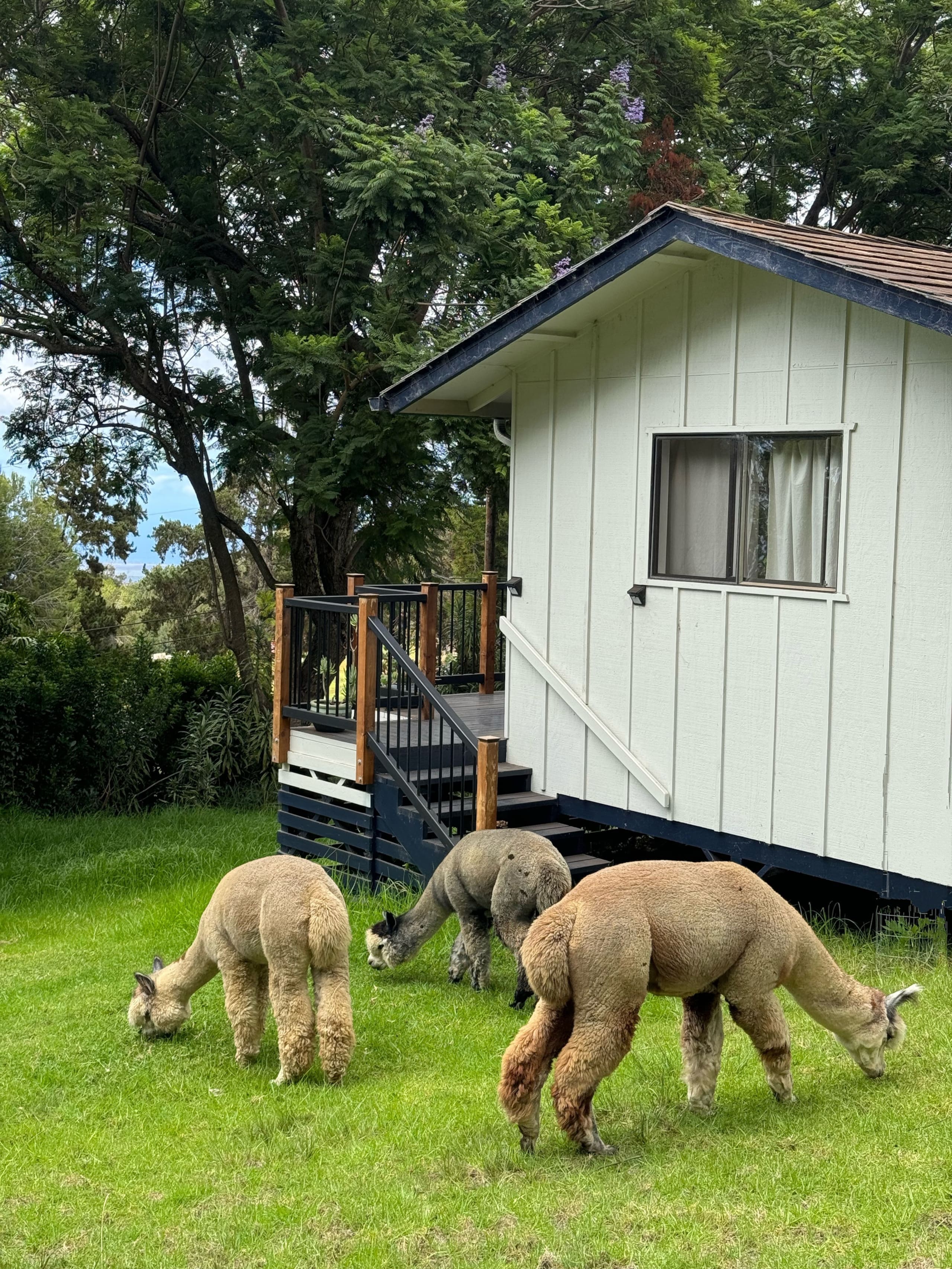 Upcountry Alpaca, Llama, and Rabbit working farm - Photo 8