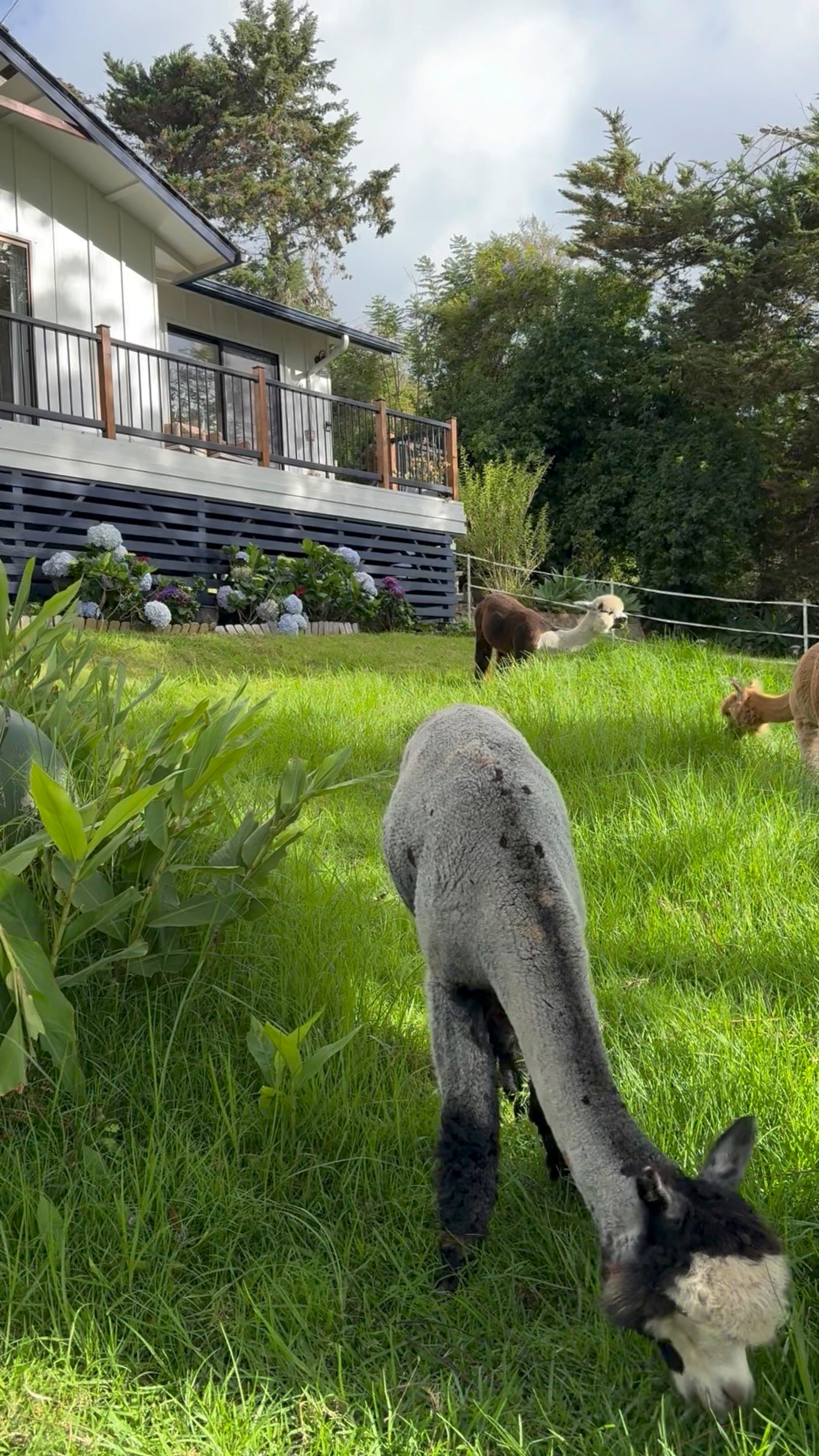 Upcountry Alpaca, Llama, and Rabbit working farm - Photo 11