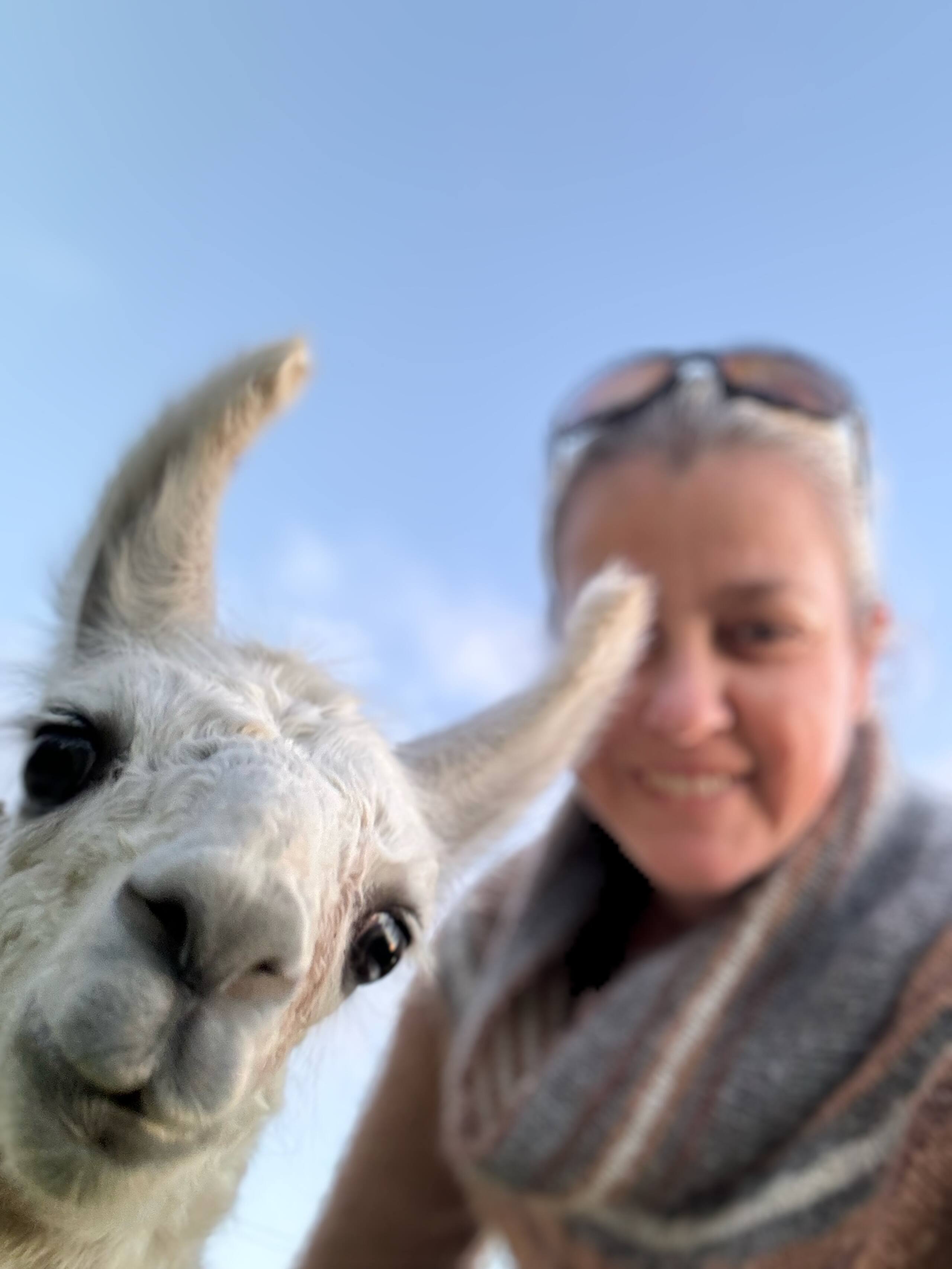 Upcountry Alpaca, Llama, and Rabbit working farm - Photo 17