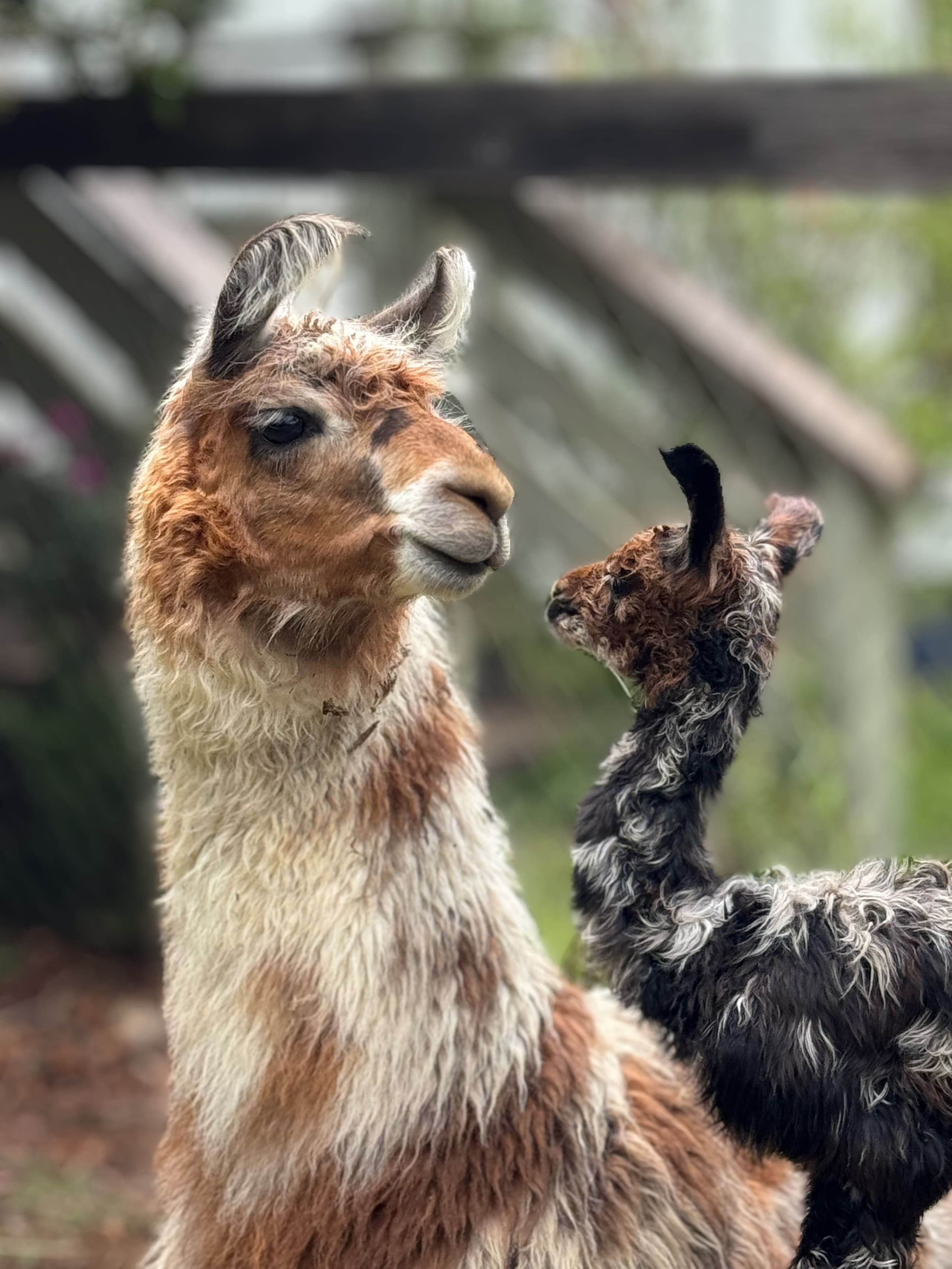 Upcountry Alpaca, Llama, and Rabbit working farm - Photo 2