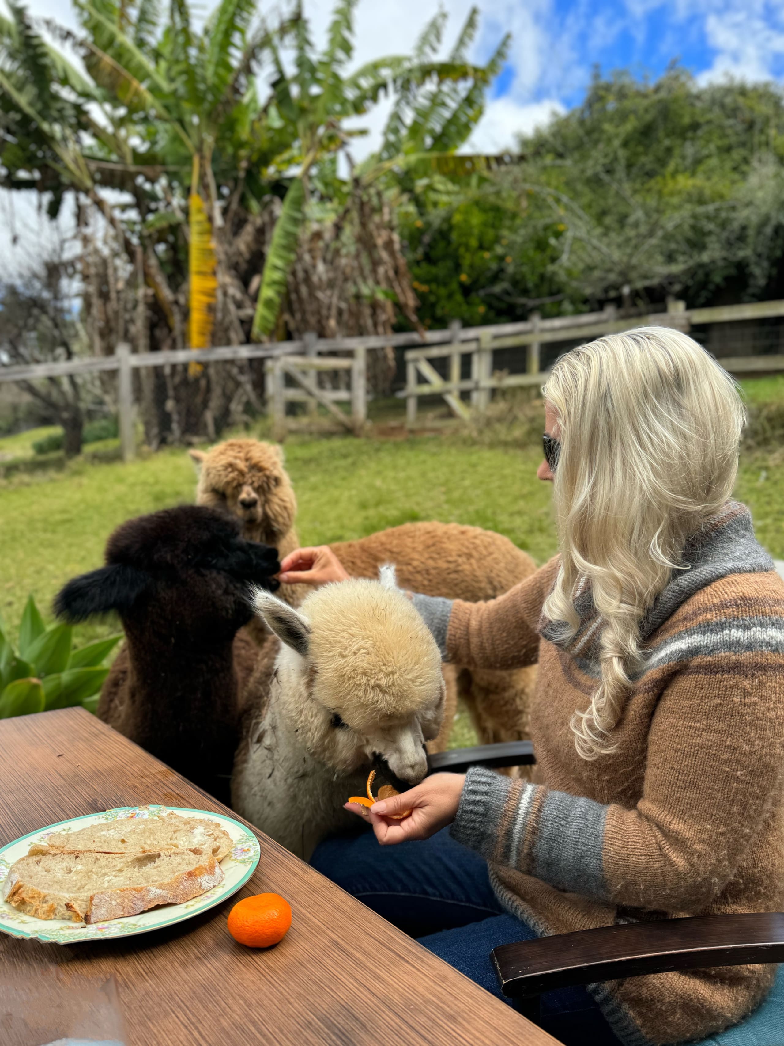 Upcountry Alpaca, Llama, and Rabbit working farm - Photo 12