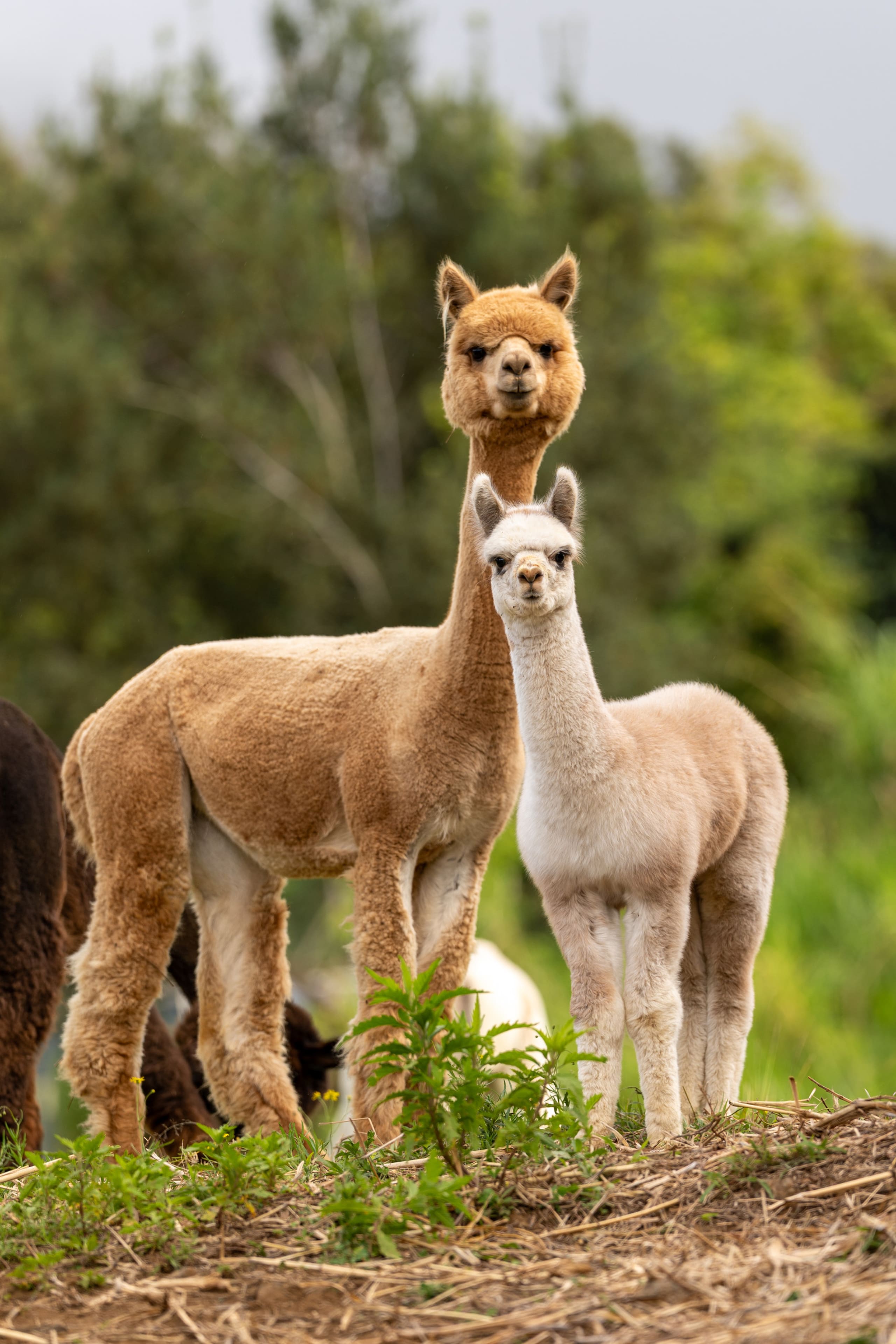 Upcountry Alpaca, Llama, and Rabbit working farm - Photo 5
