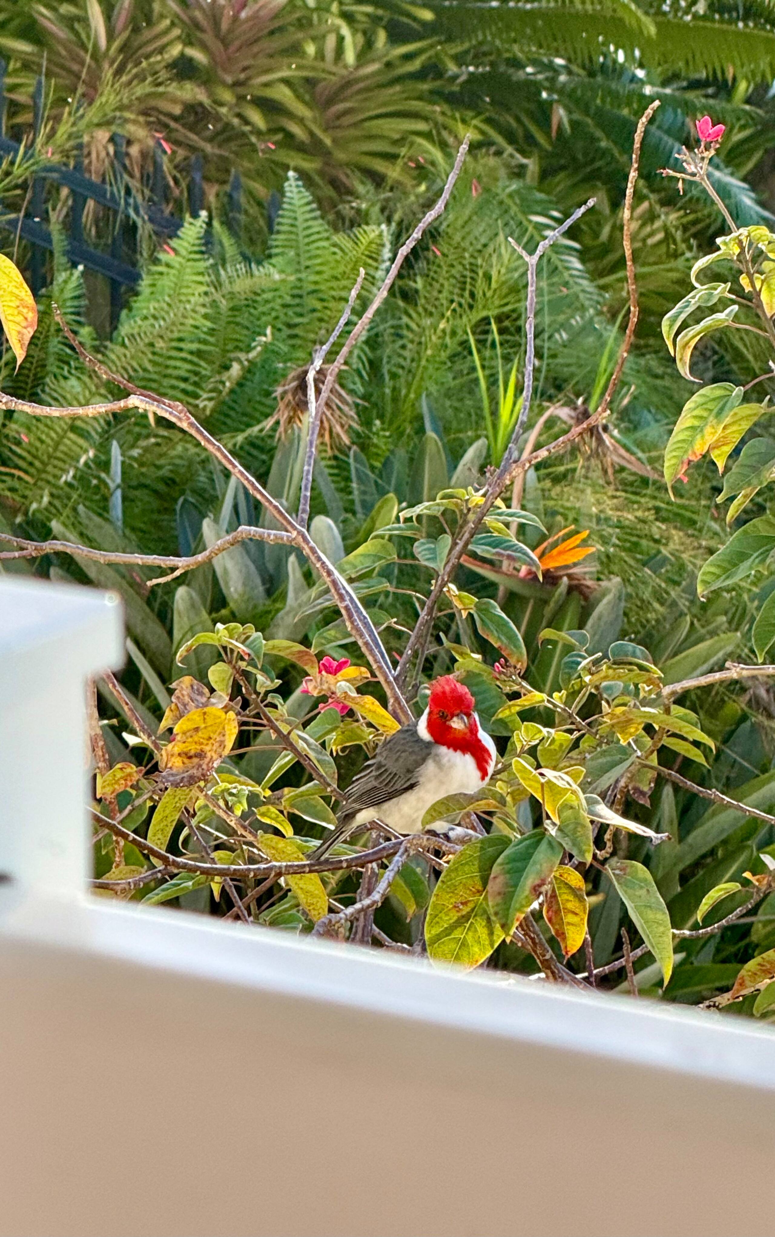 Condo in Princeville · ★5.0 · 3 bedrooms · 3 beds · 3 baths - Image 38