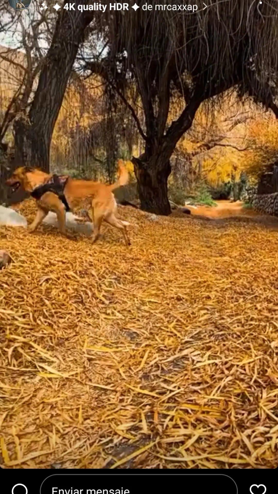 A playful dog is seen walking through a path covered with golden leaves under a canopy of trees. The natural setting features warm autumn colors, with the background offering hints of a serene river and lush greenery.