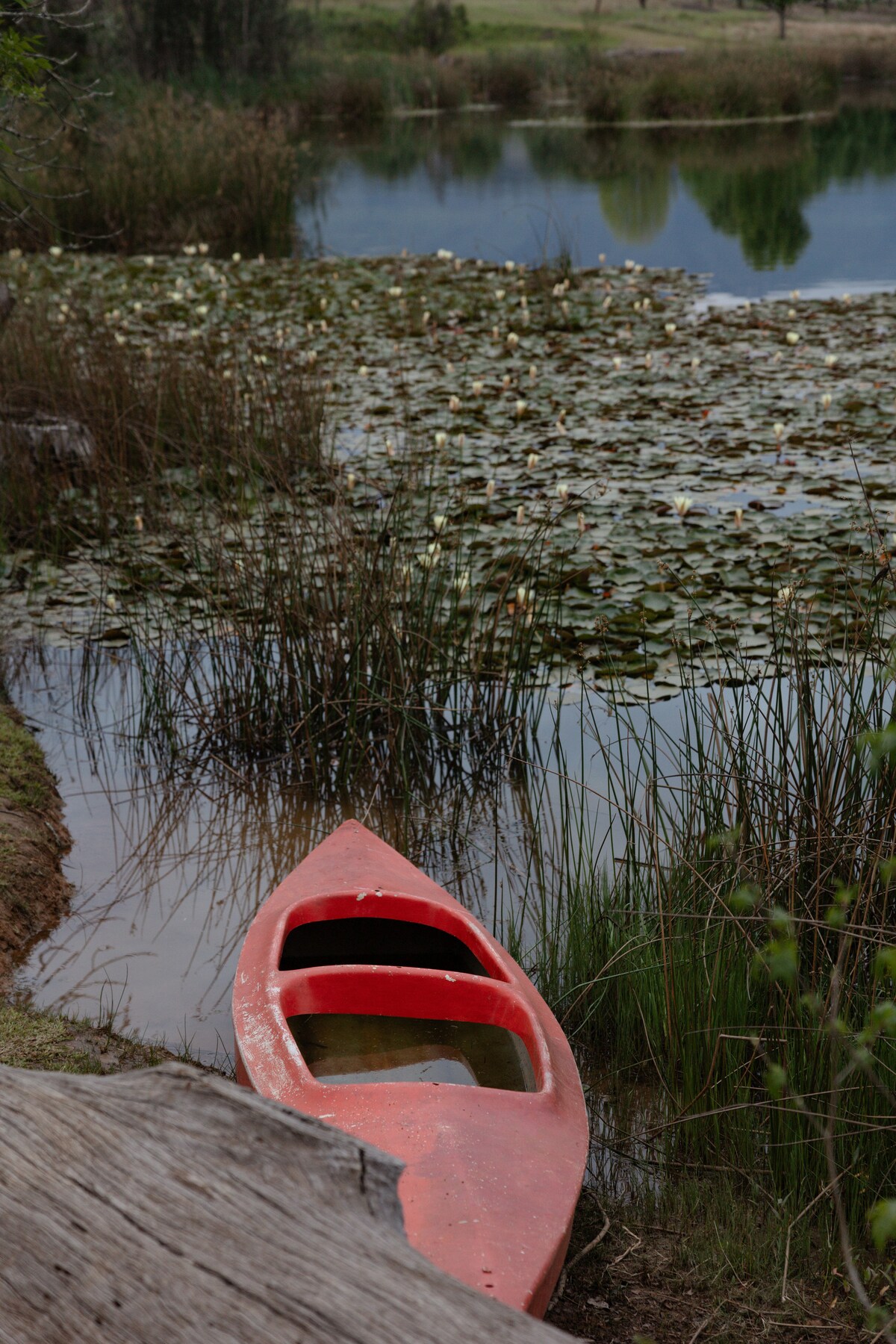 A bright red kayak rests on the banks of a serene body of water, surrounded by grass and reeds. Water lilies float on the surface, reflecting the greenery and trees nearby.