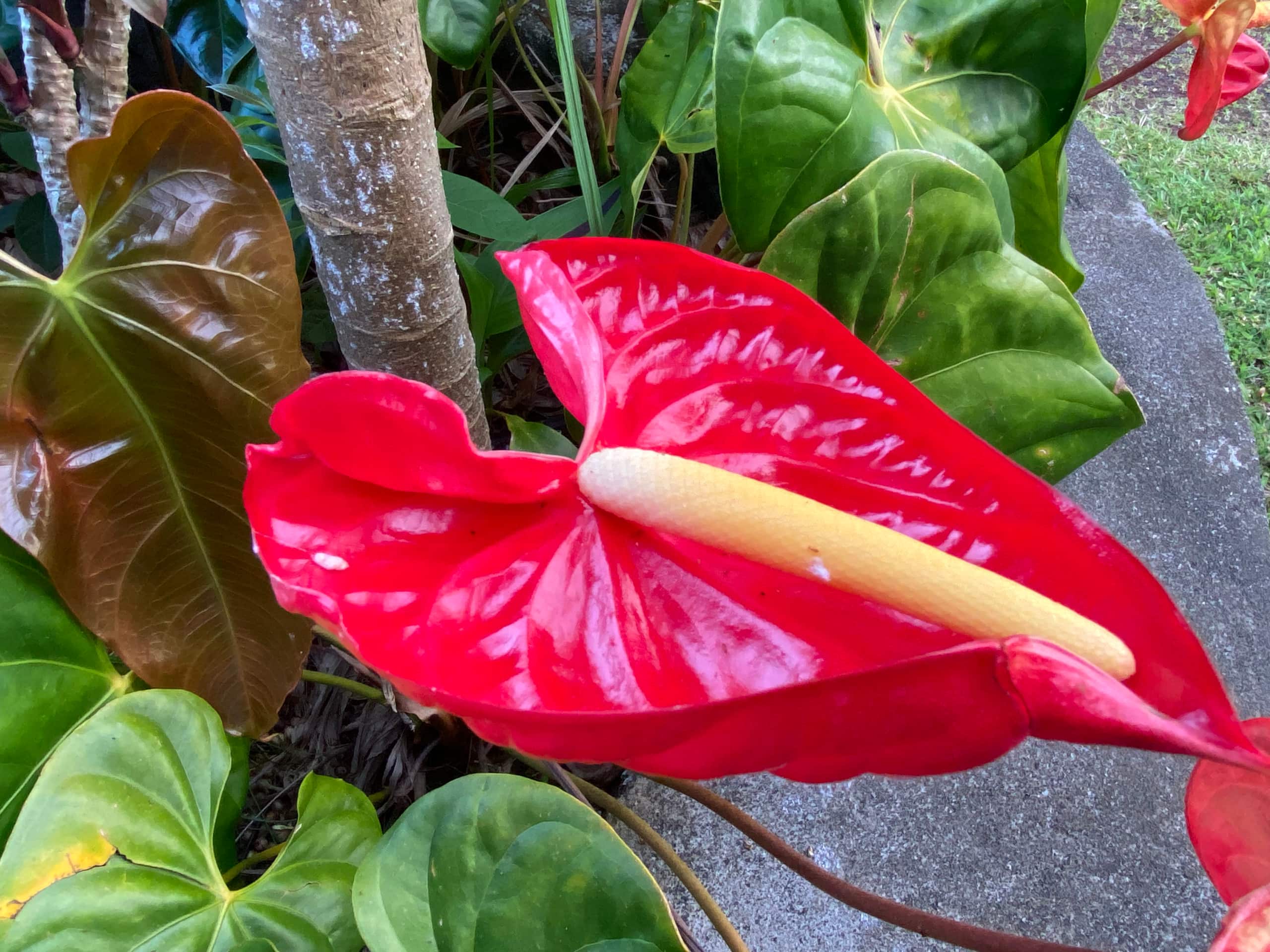 Home in Keaau · ★4.96 · 2 bedrooms · 3 beds · 1 private bath - Image 31