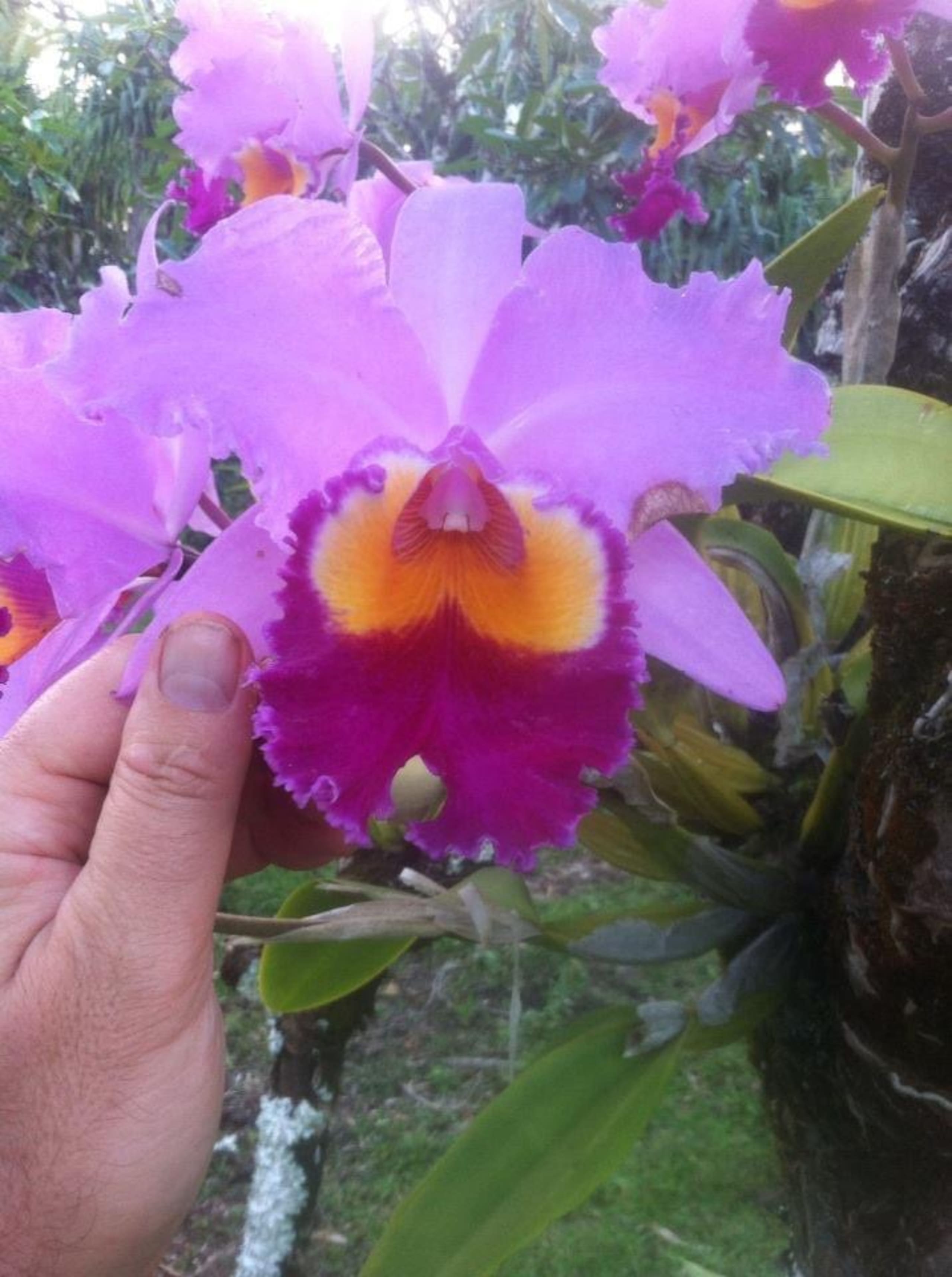 Home in Keaau · ★4.96 · 2 bedrooms · 3 beds · 1 private bath - Image 27