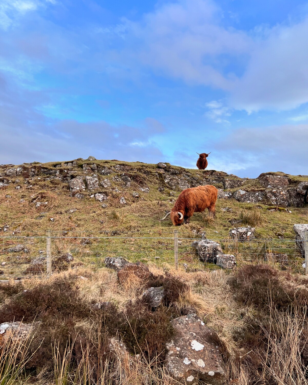 Two Highland cattle are seen grazing on a grassy hillside. The background features rocky outcrops and a sky scattered with clouds, while the foreground is filled with natural vegetation, including patches of grass and low shrubs.