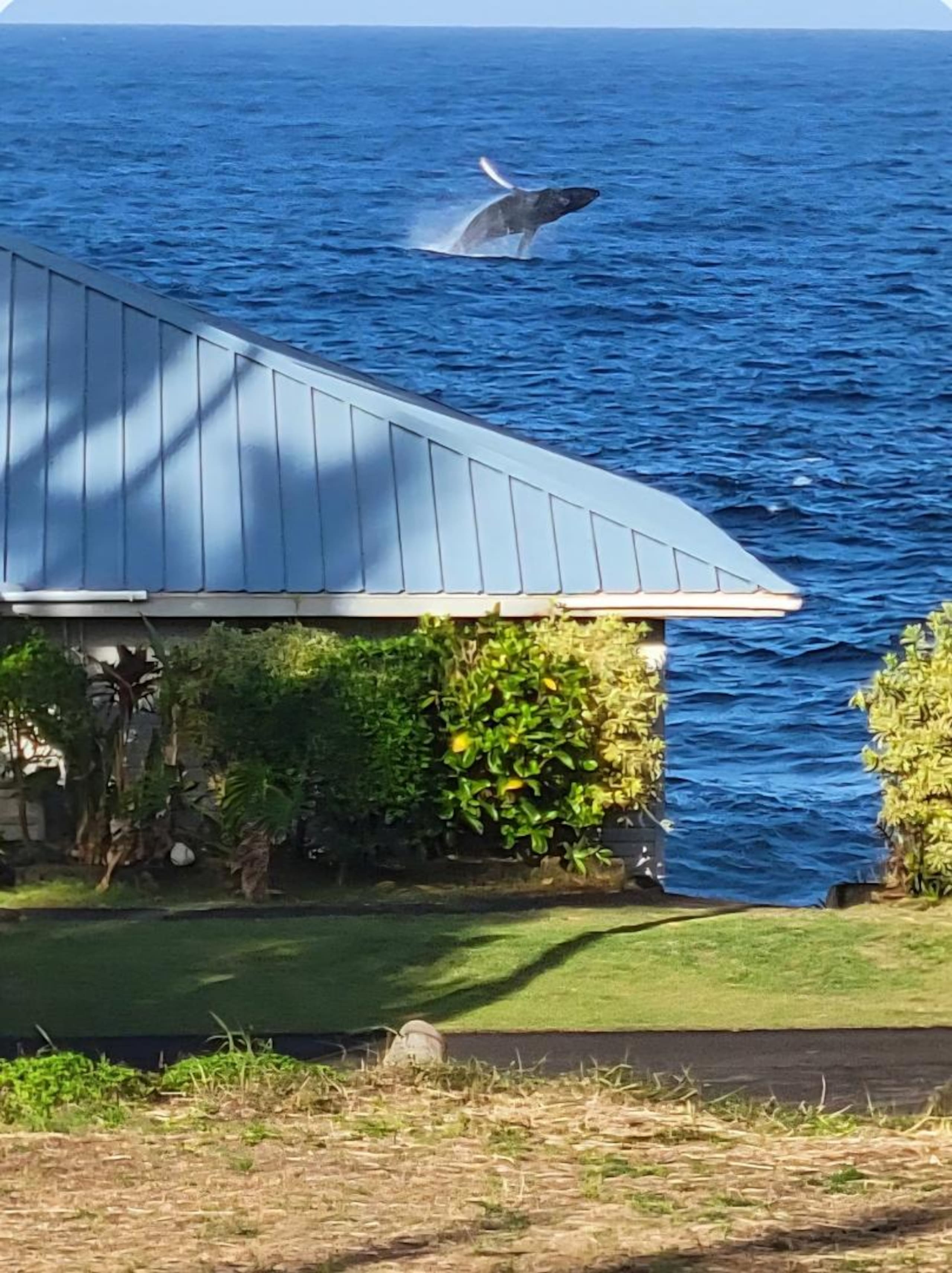 Home in Pahoa · ★4.98 · 2 bedrooms · 3 beds · 2 private baths - Image 25