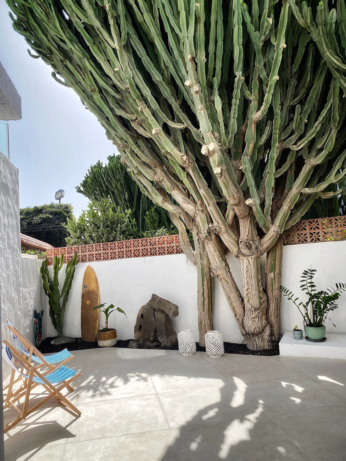 tall dracaena plant Dracaena 'Marginata Cane' | Indoor Plant | Tropical Plant | Potted Plant main image 1