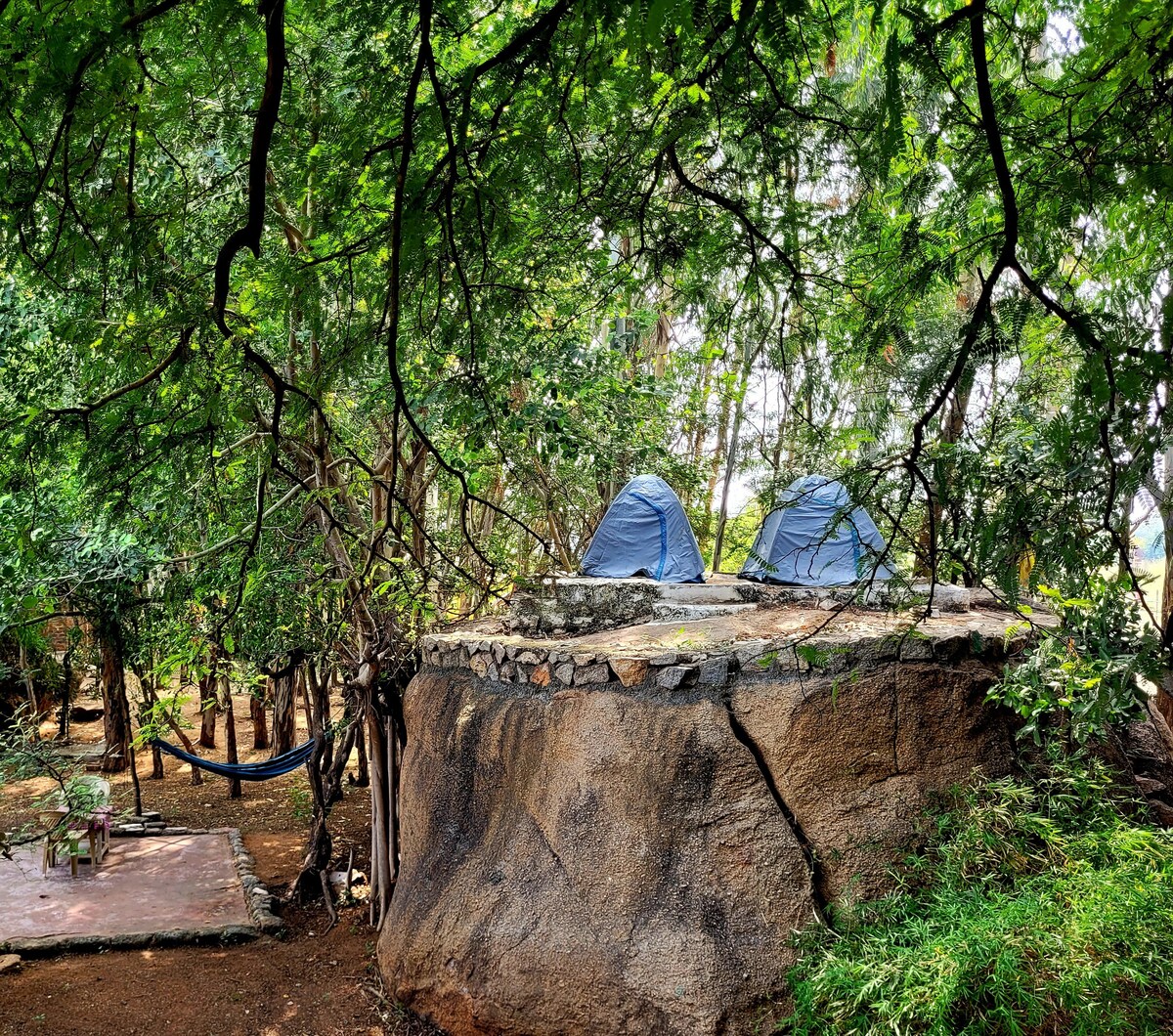 Two camping tents are situated atop a rocky outcrop, surrounded by lush green trees. A hammock can be seen hanging nearby on a tree, with a flat stone area visible below, providing a natural and peaceful setting for outdoor relaxation.