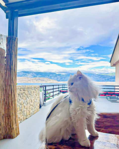 Top performing Airbnb: Mila's Pet Friendly Holiday House in Pag
