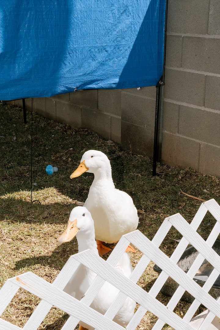 The 13th studio on 13th st - Guesthouses for Rent in Phoenix