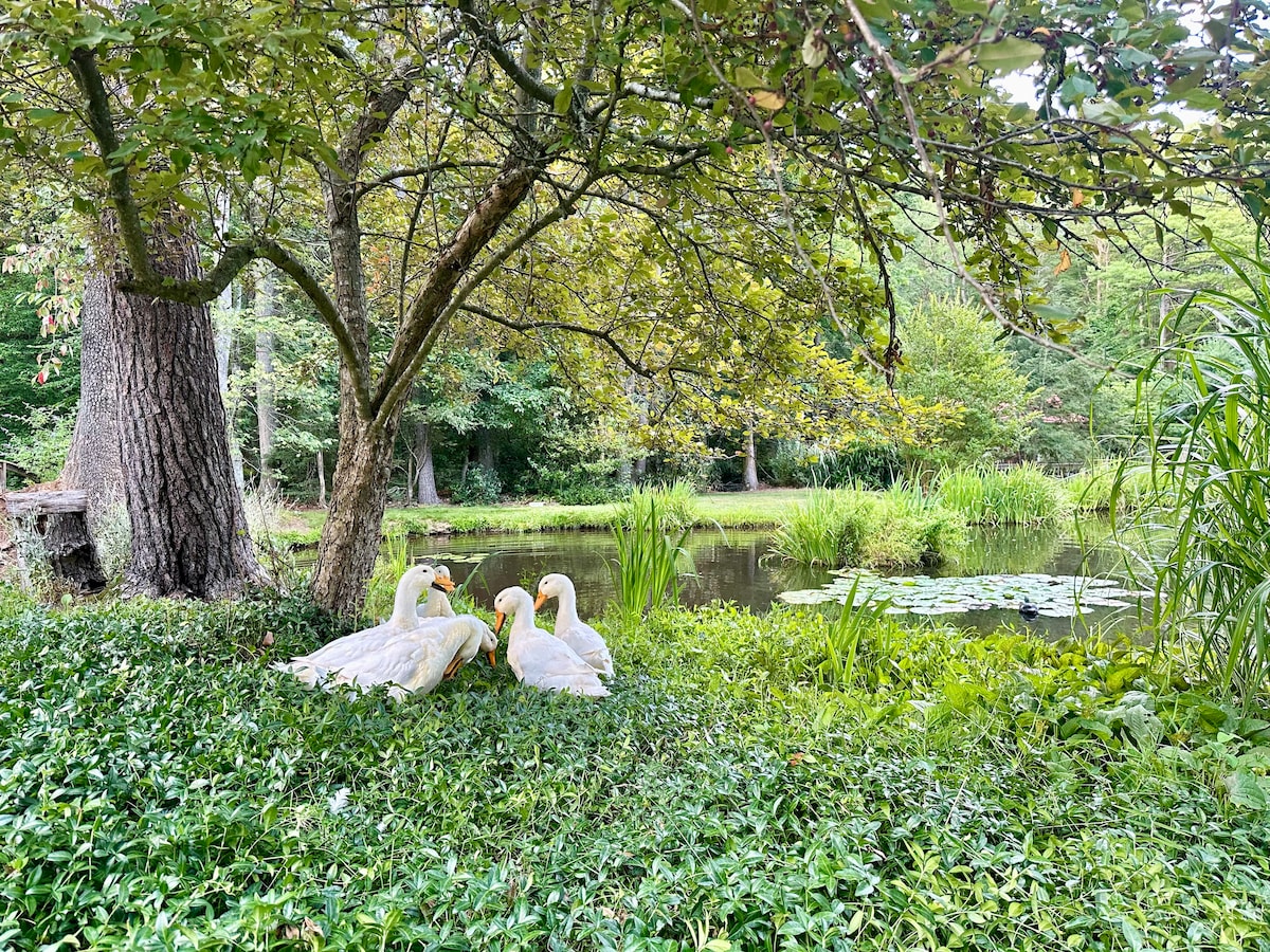 Three geese are gathered on a grassy bank beside a calm pond, framed by lush greenery and tall plants. The scene is shaded by a large tree, enhancing the natural ambiance of the surrounding area.