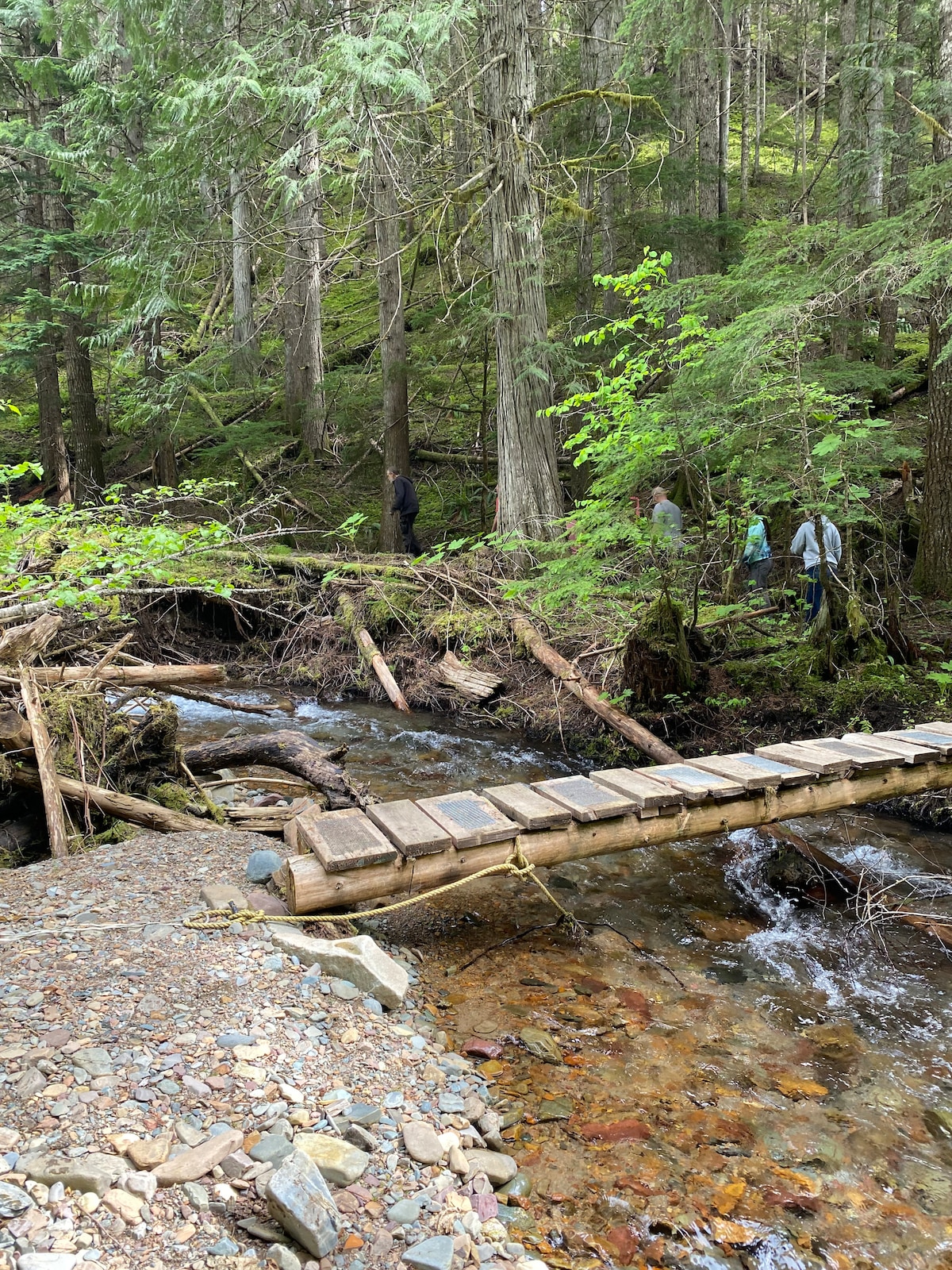 A wooden footbridge spans a shallow, clear stream, surrounded by lush greenery. Towering trees stand in a dense forest backdrop, while individuals can be seen walking along the trail nearby. Sunlight filters through the leaves, creating a serene atmosphere.