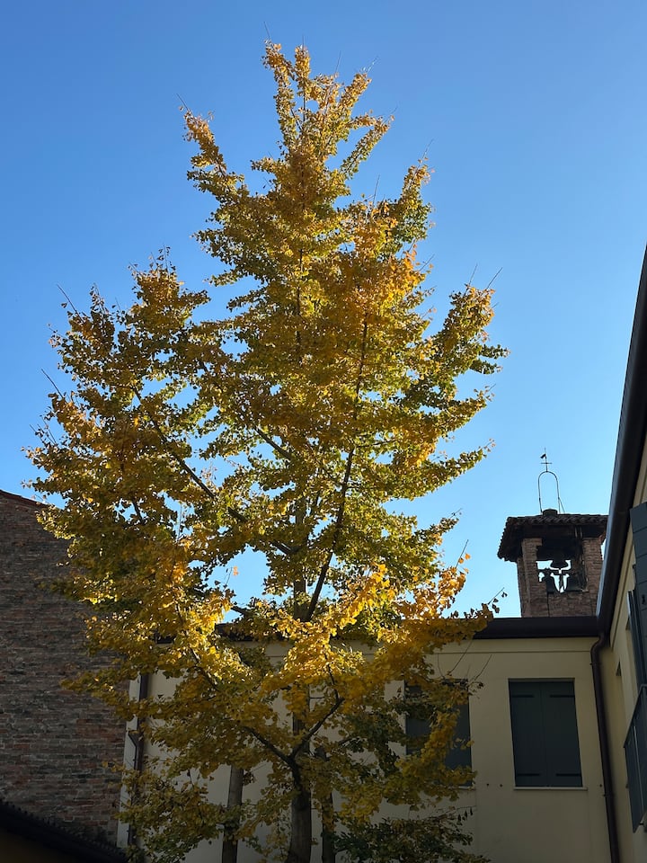 צבעי סתיו. בפתיחת החלונות בעונה זו תוכלו להתפעל מגינקו היפהפה הזה