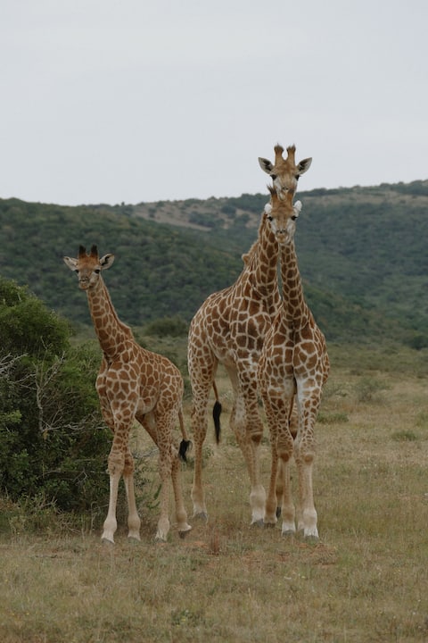 Walk Among Giraffes- Private Safari Camp with Pool