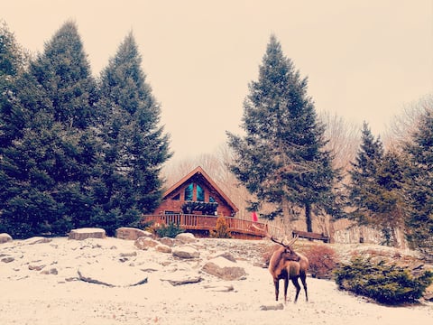 Dino's Black Bear Cabin