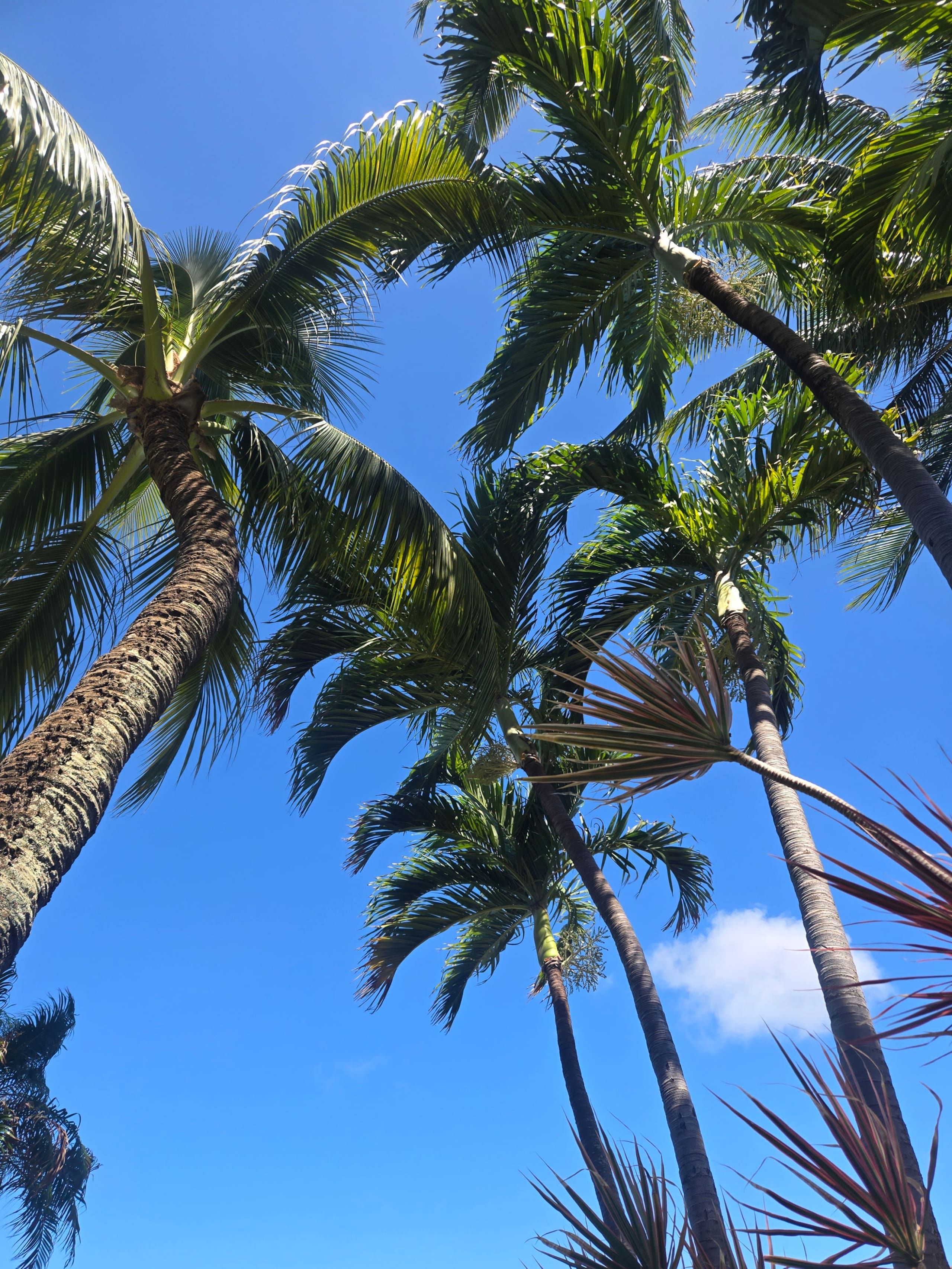 Condo in Lahaina · ★4.96 · 1 bedroom · 2 beds · 1 private bath - Image 43