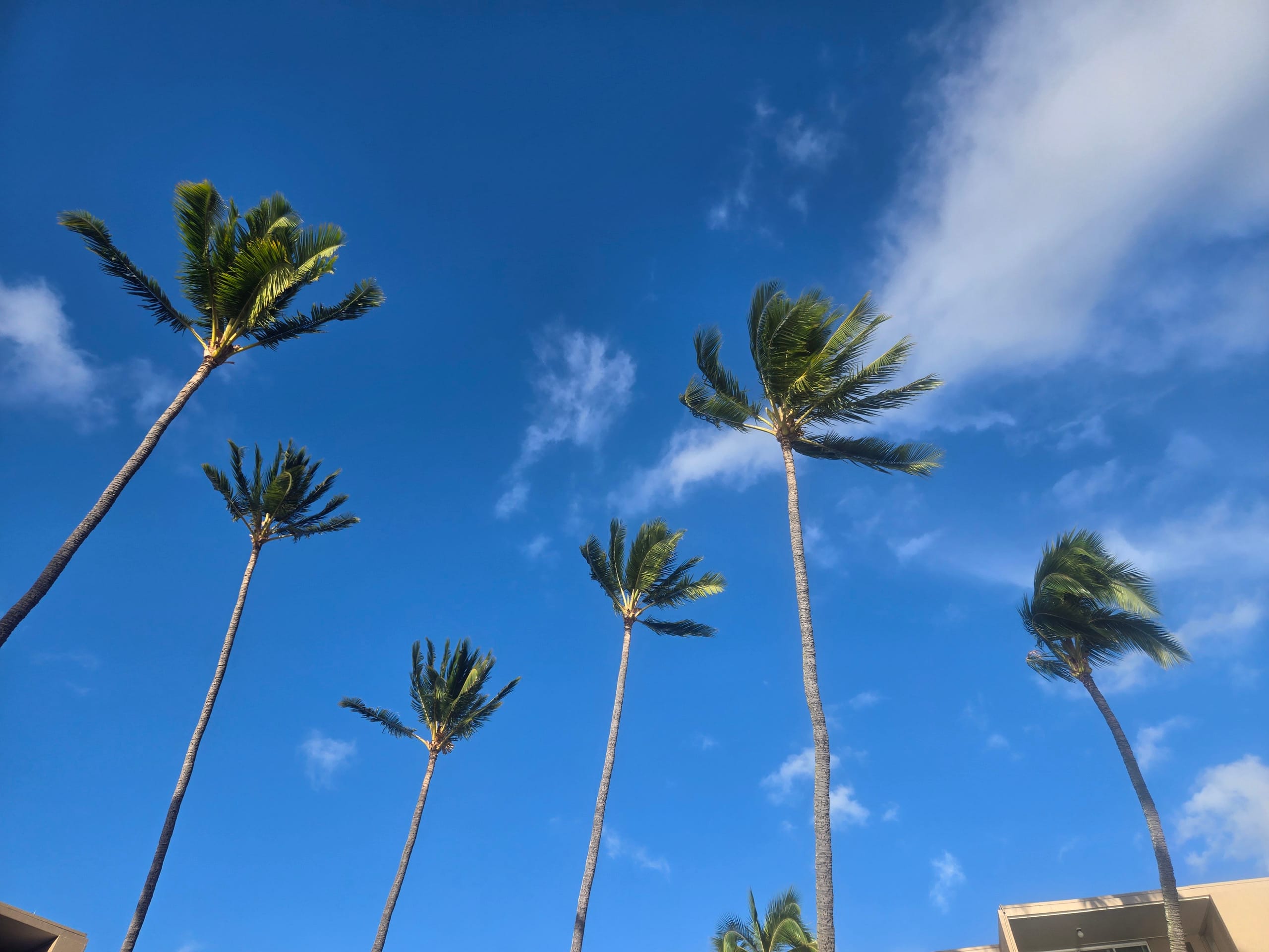 Condo in Lahaina · ★4.96 · 1 bedroom · 2 beds · 1 private bath - Image 33