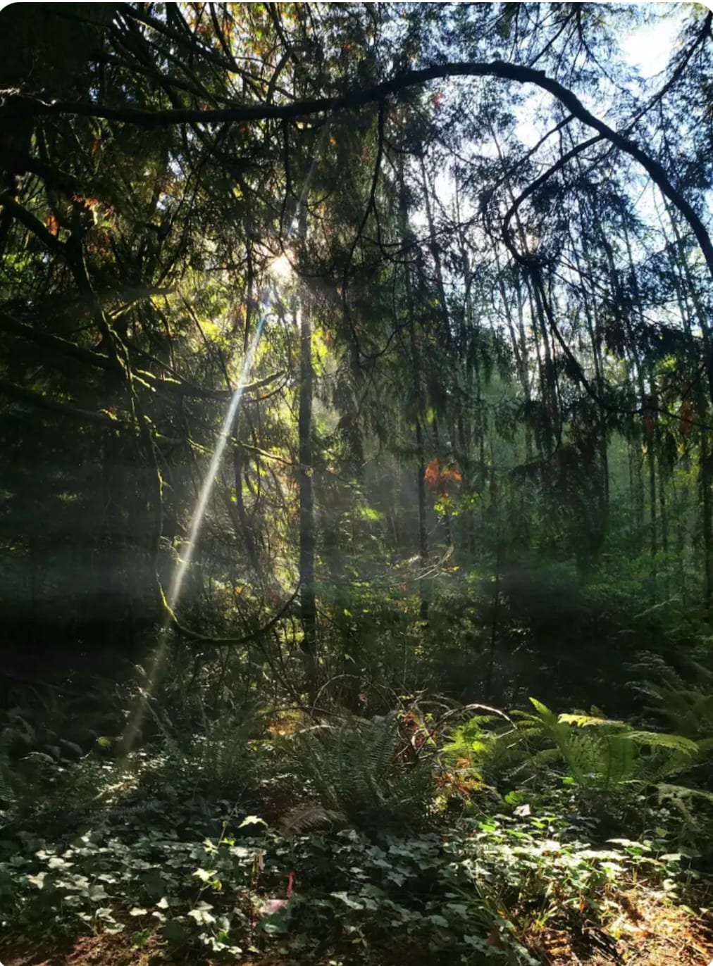 Enchanted Forest Suite in Iconic Storybook Cottage - Guest suites for Rent  in Olalla, Washington, United States - Airbnb