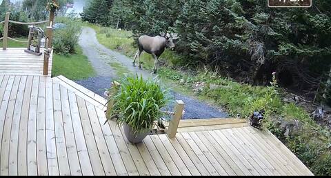 Cabin at Bleik. In walking distance to the mountain Måtind.