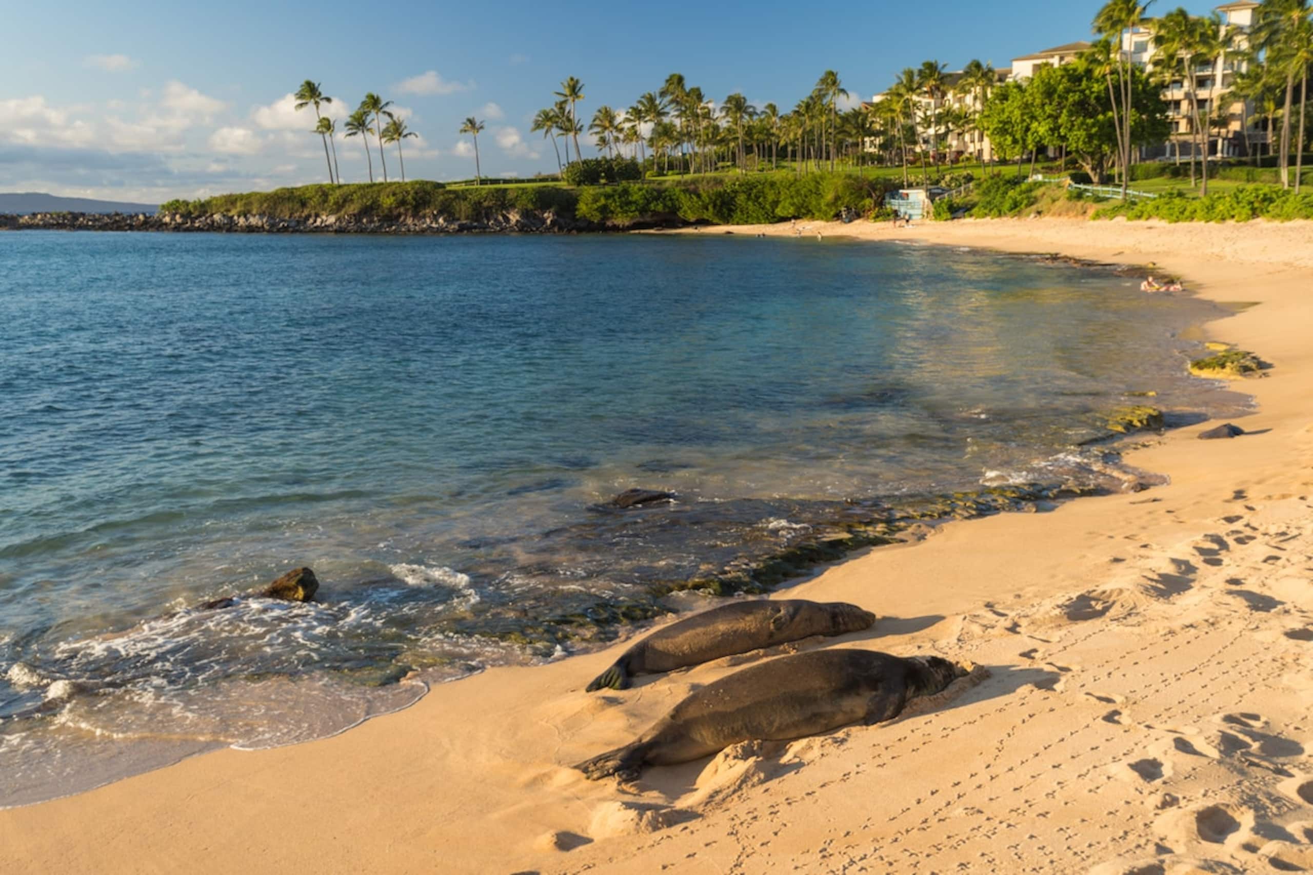 Villa in Lahaina · ★4.96 · 1 bedroom · 2 beds · 1.5 baths - Image 75
