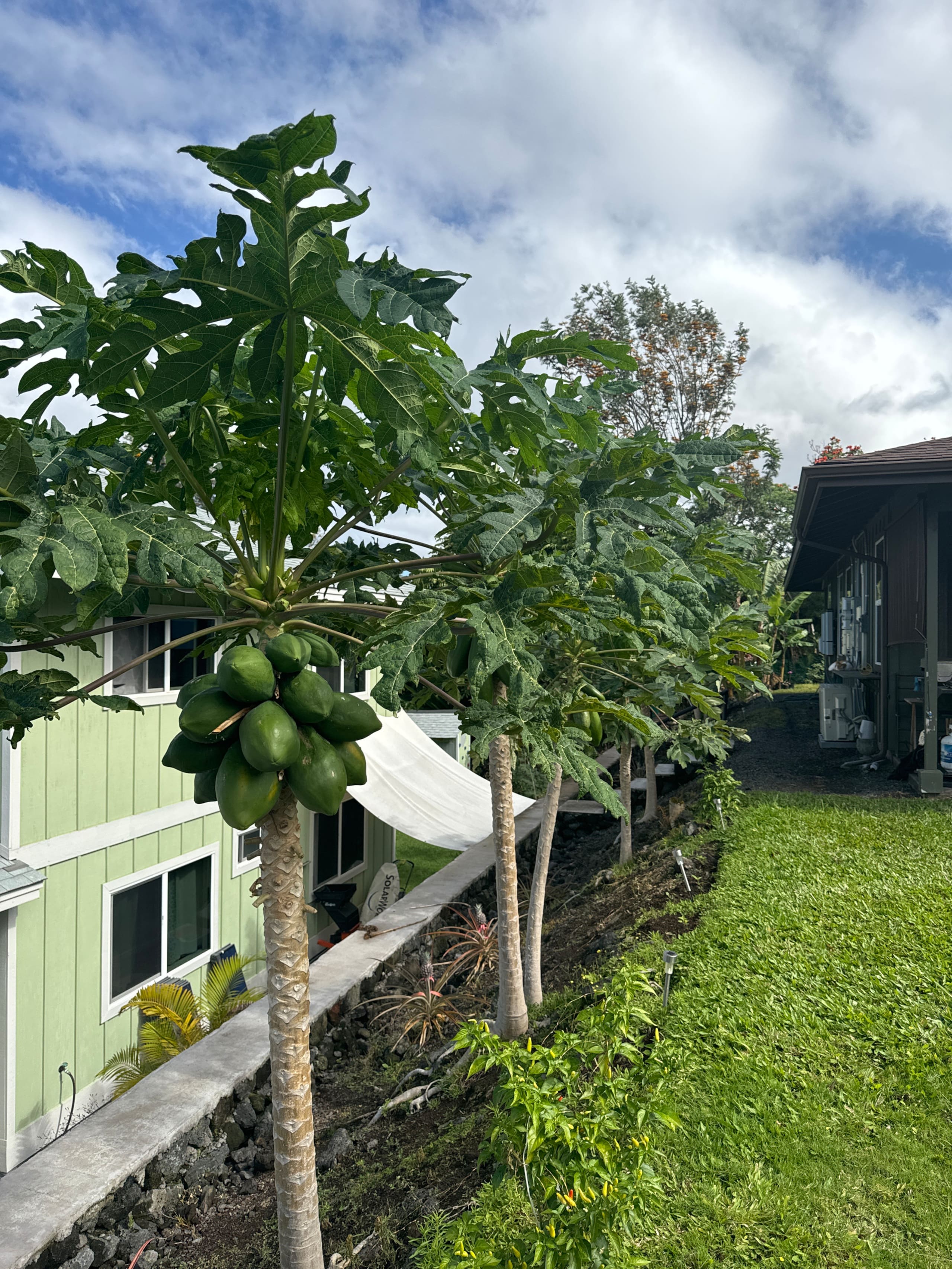 Guesthouse in Kailua-Kona · ★4.98 · 1 bedroom · 1 bed · 1 shared bath - Image 11