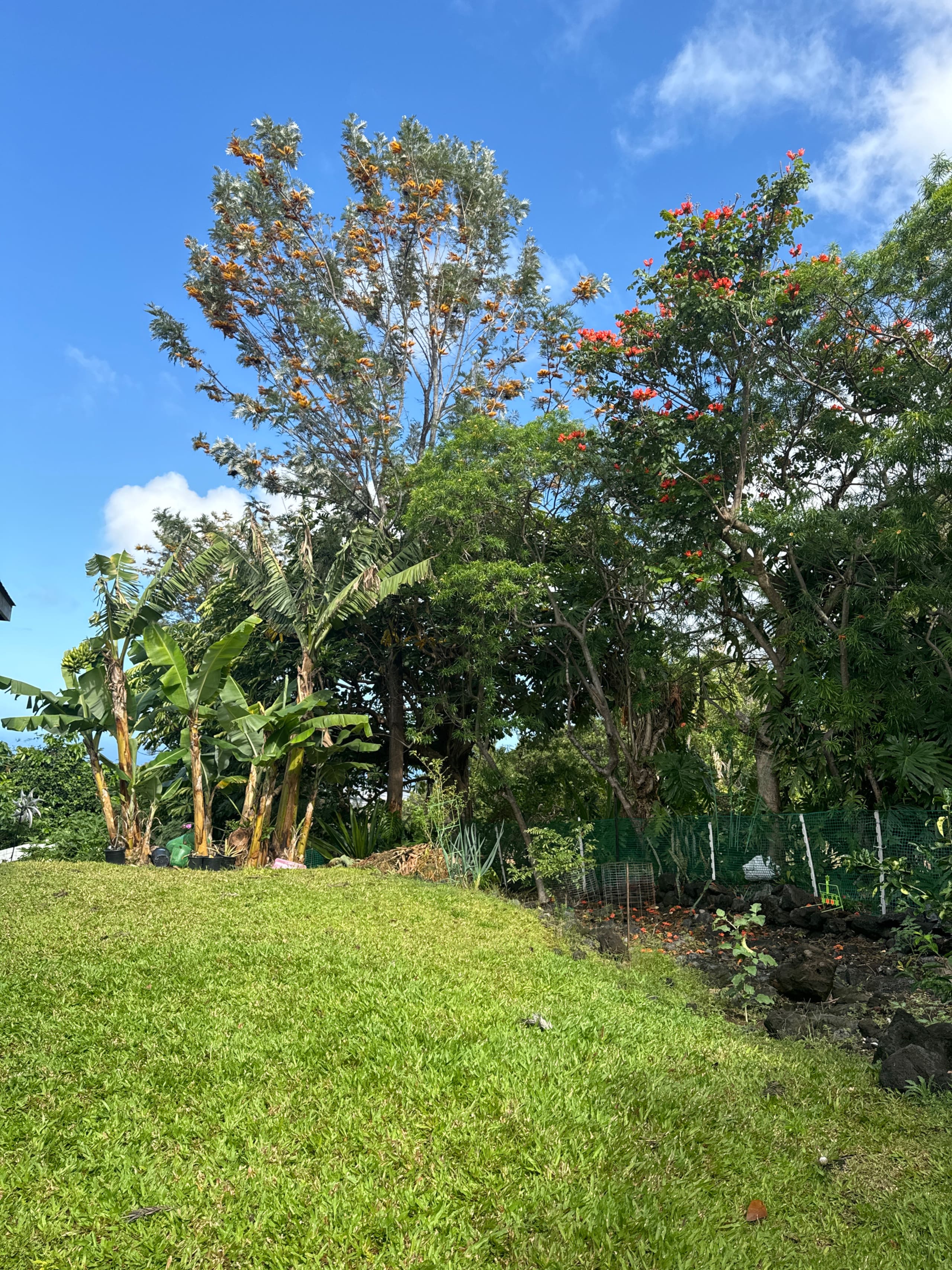 Guesthouse in Kailua-Kona · ★4.98 · 1 bedroom · 1 bed · 1 shared bath - Image 5