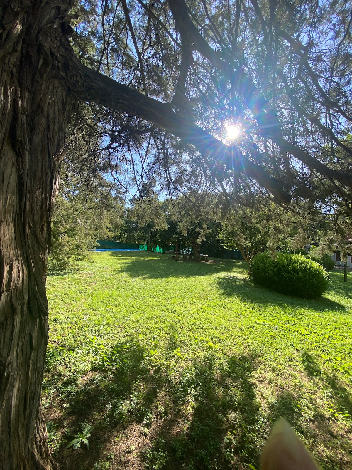 A serene outdoor space is captured, featuring lush green grass under a canopy of trees. Sunlight filters through the branches, casting gentle shadows on the ground. A hint of a blue swimming pool is visible in the background, surrounded by dense foliage.