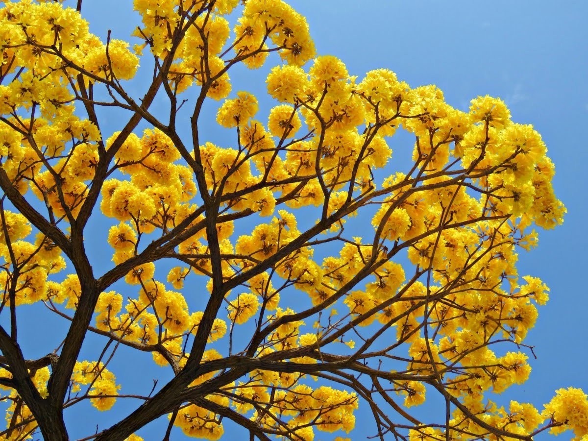 A vibrant yellow flowering tree extends across the image, with clusters of blossoms prominently displayed against a clear blue sky. The branches are slender and reach outward, demonstrating the natural beauty of the tree's foliage.